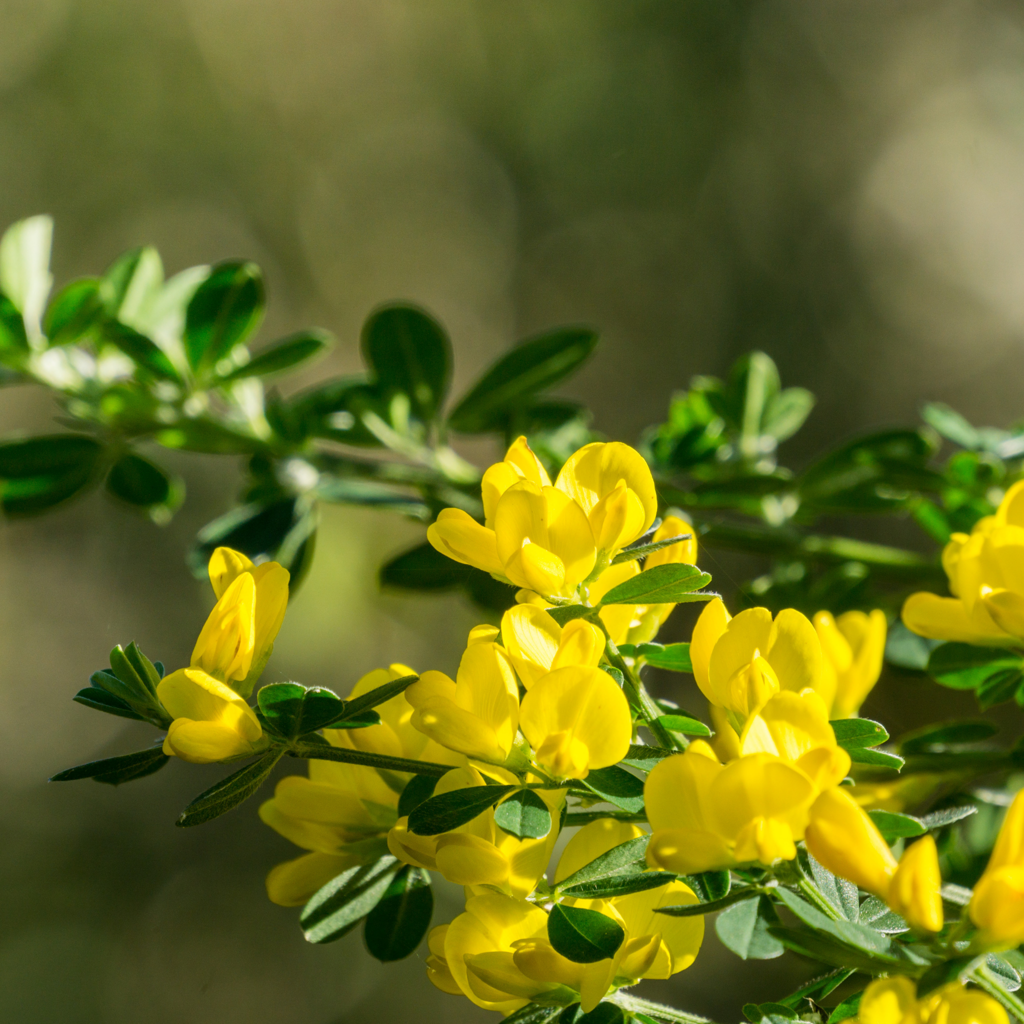 Dwarf Yellow Broom - Cytisus racemosus Nana