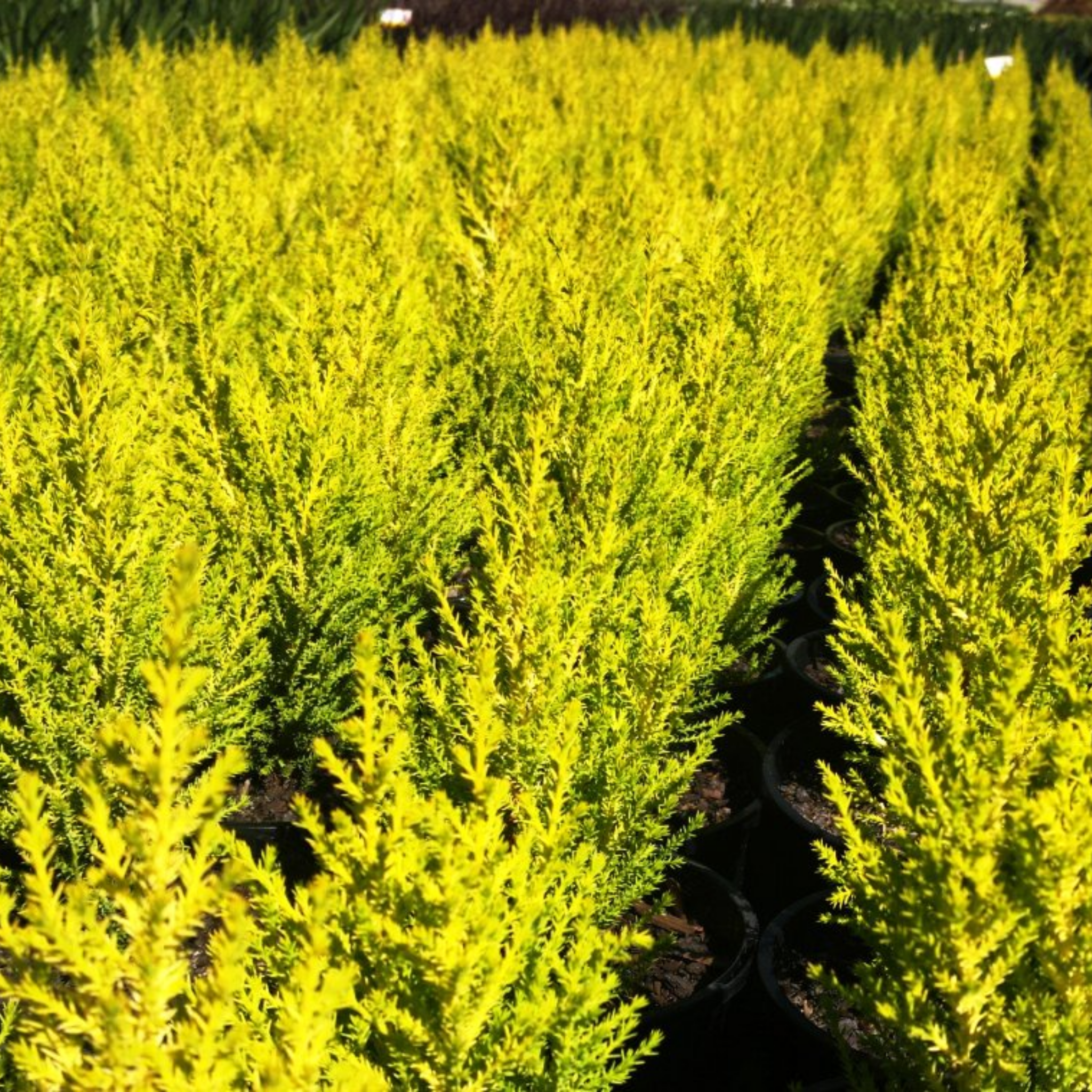 Lemon Cypress - Cupressus macrocarpa 'Lemon Scent'