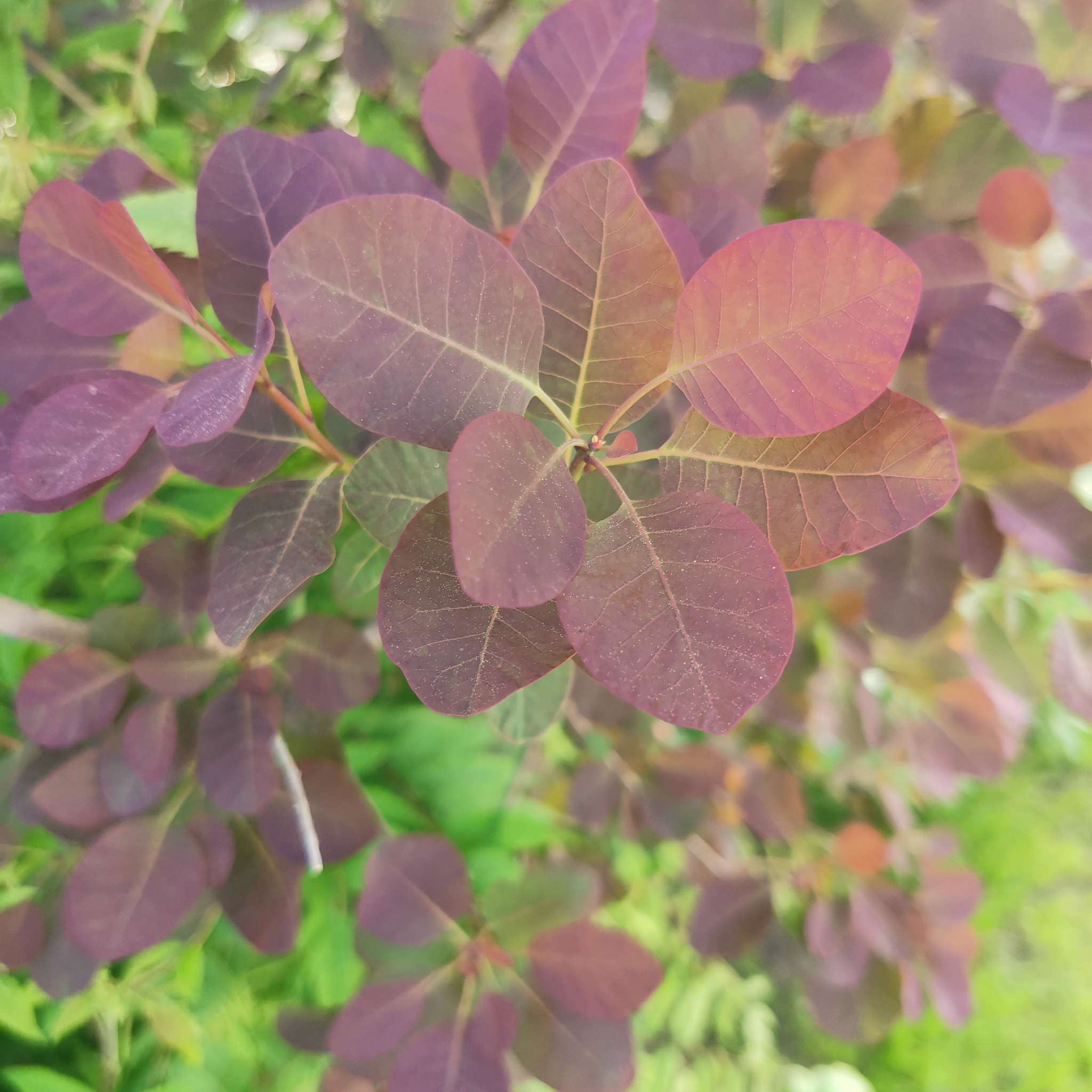 Cotinus coggygria Grace Smoke Tree - Cotinus coggygria Grace