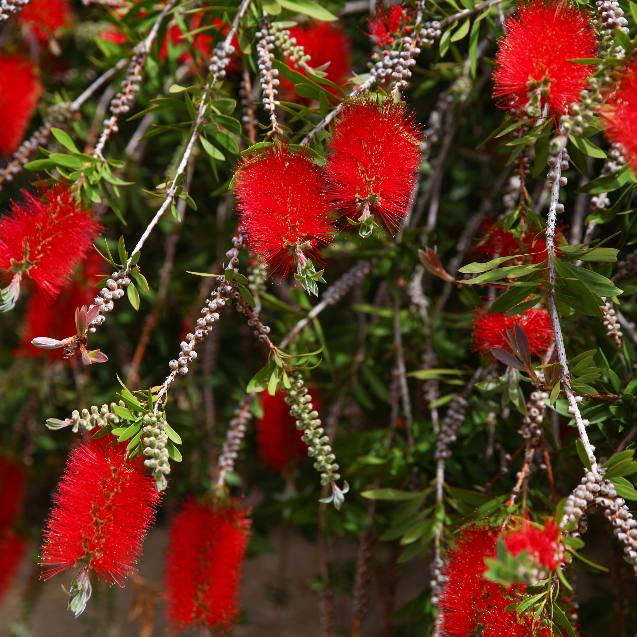 Weeping Bottlebrush Hannah Ray - Callistemon viminalis 'Hannah Ray'