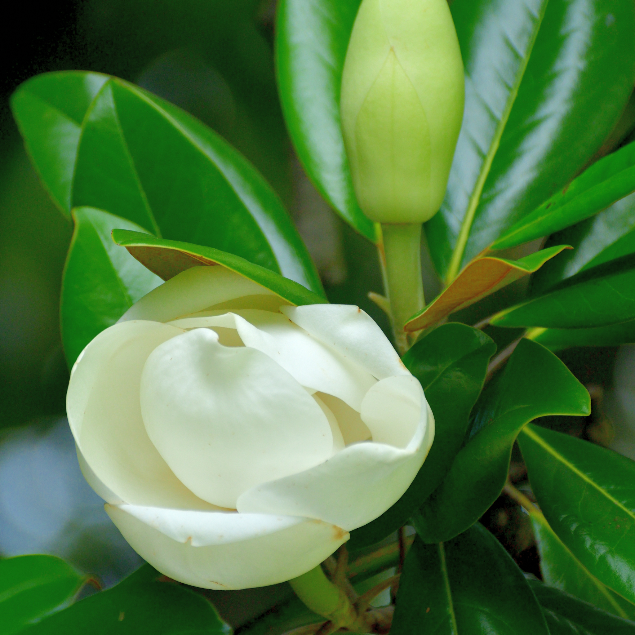 Magnolia Sweet Spire - Magnolia grandiflora Sweet Spire