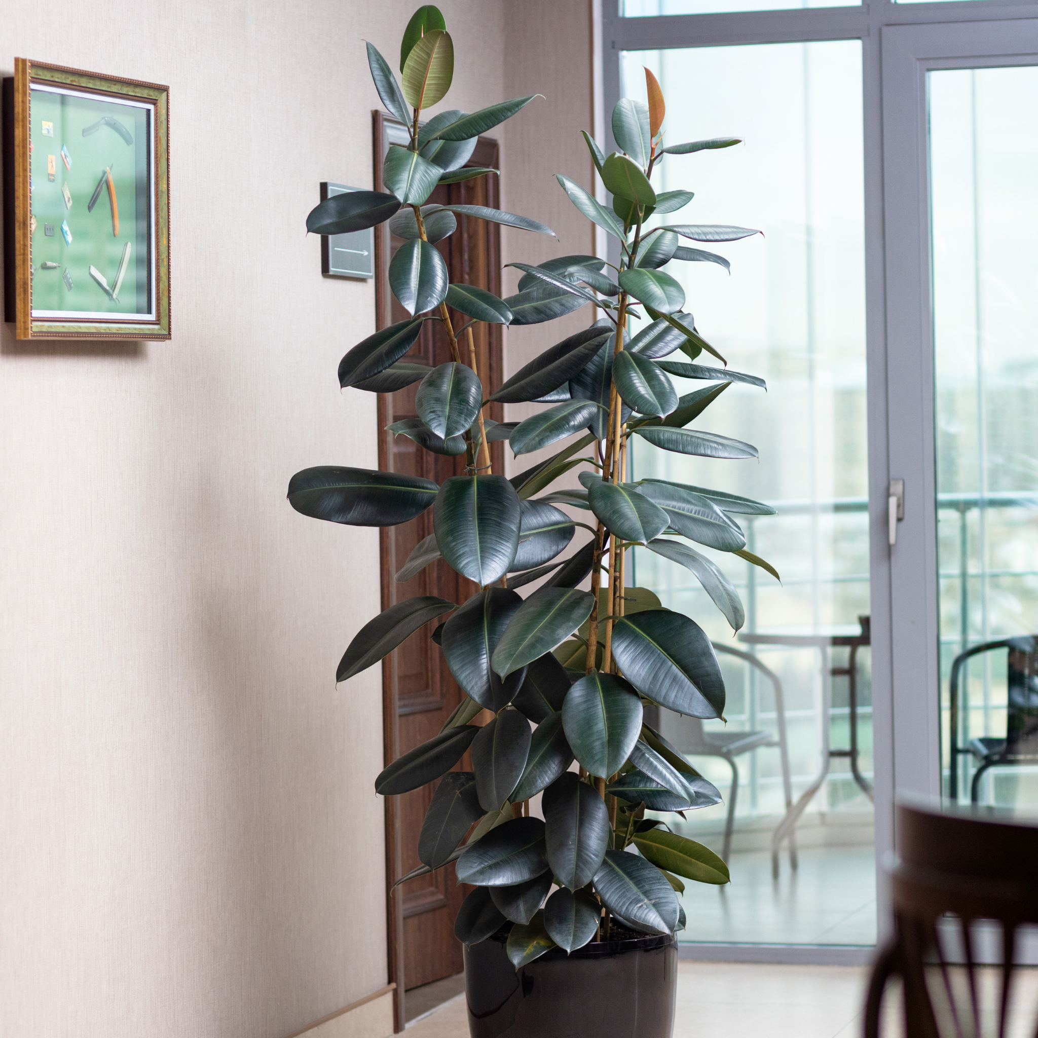 Burgundy Rubber Tree Plant - Ficus elastica Burgundy