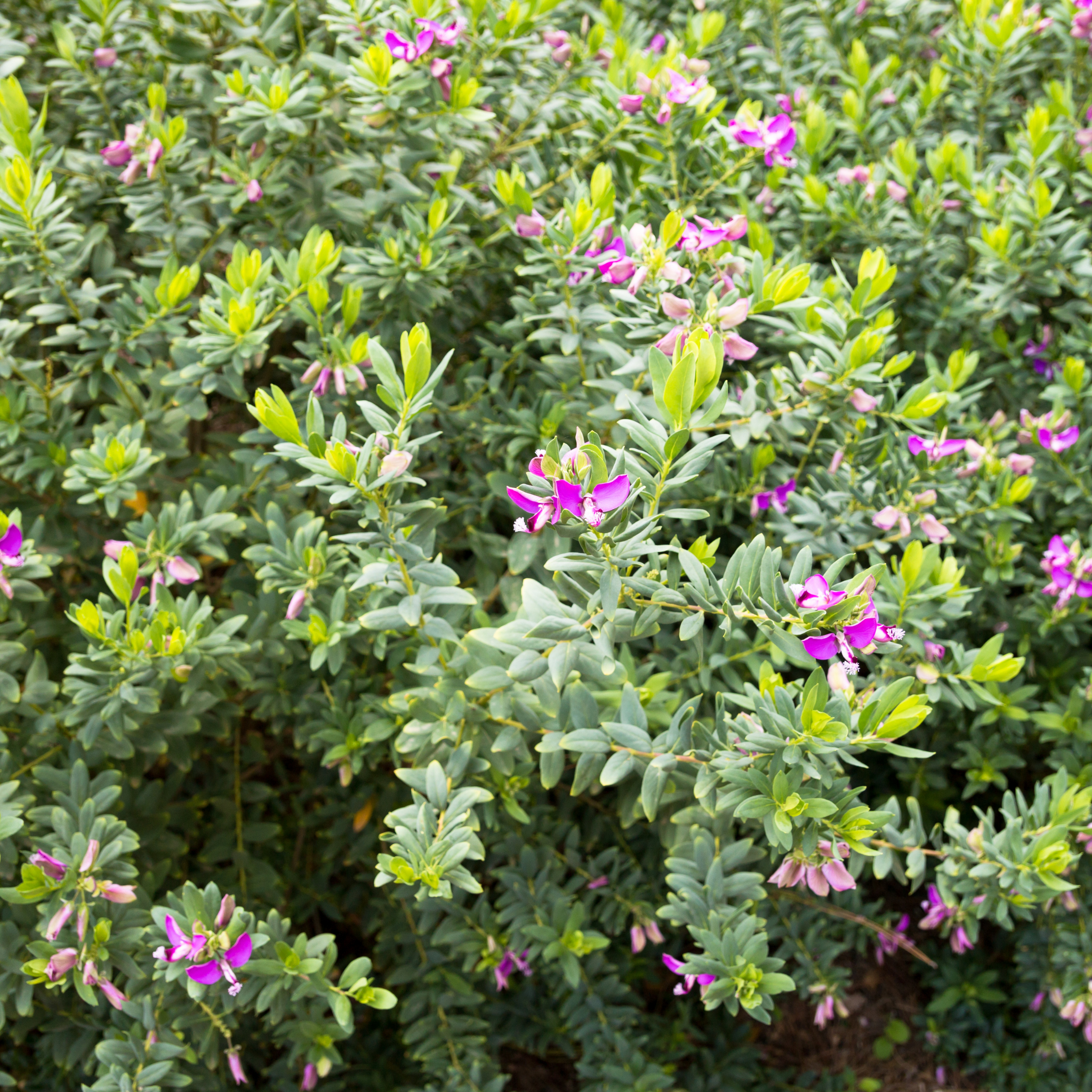 Green bush with small purple flowers