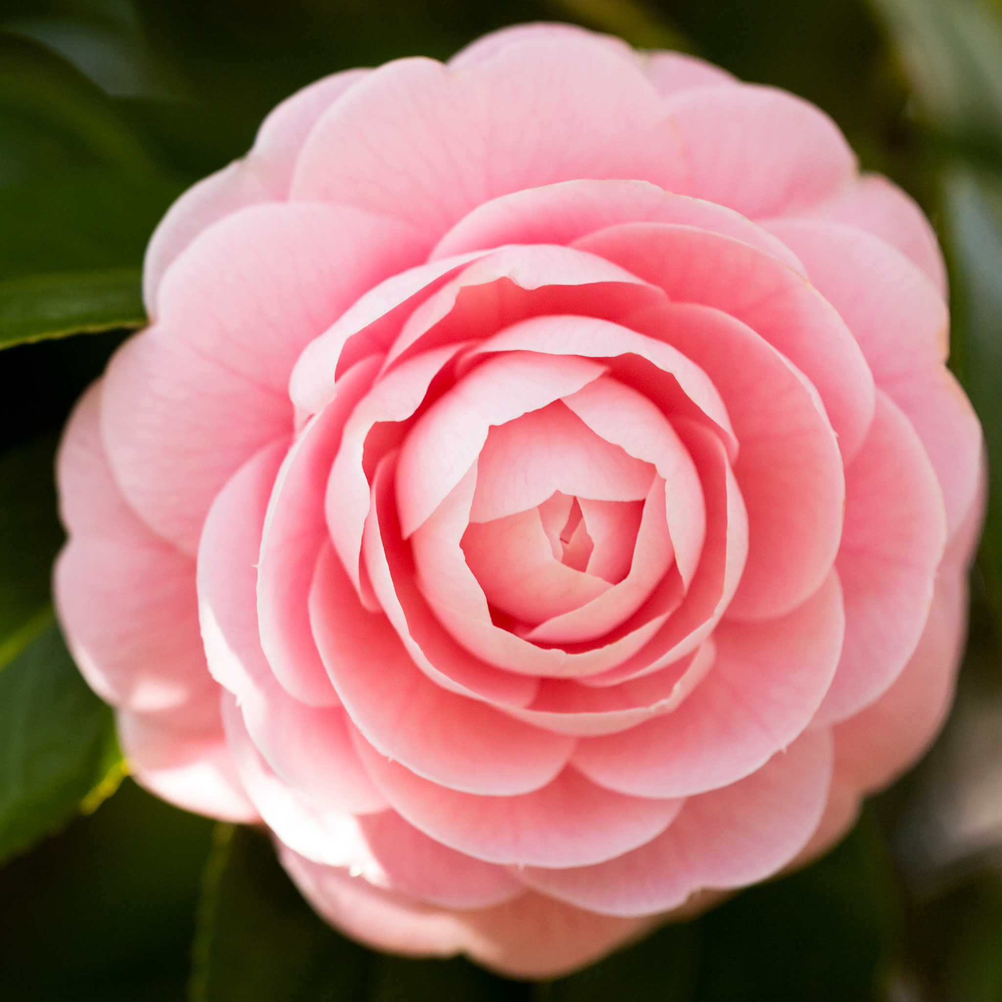 Camellia hybrida E G Waterhouse