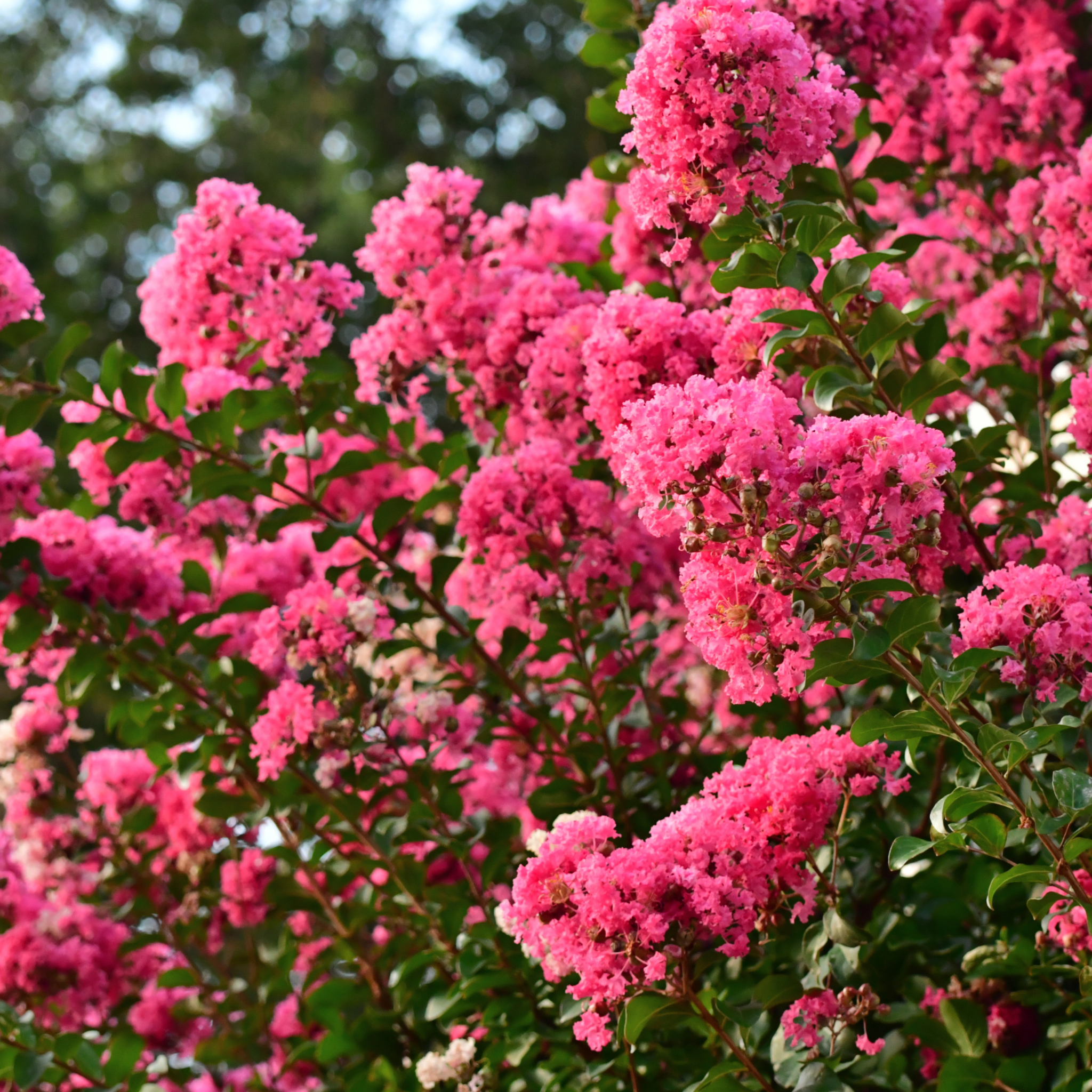 Hot Pink Crepe Myrtle - Lagerstroemia indica fauriei Sioux
