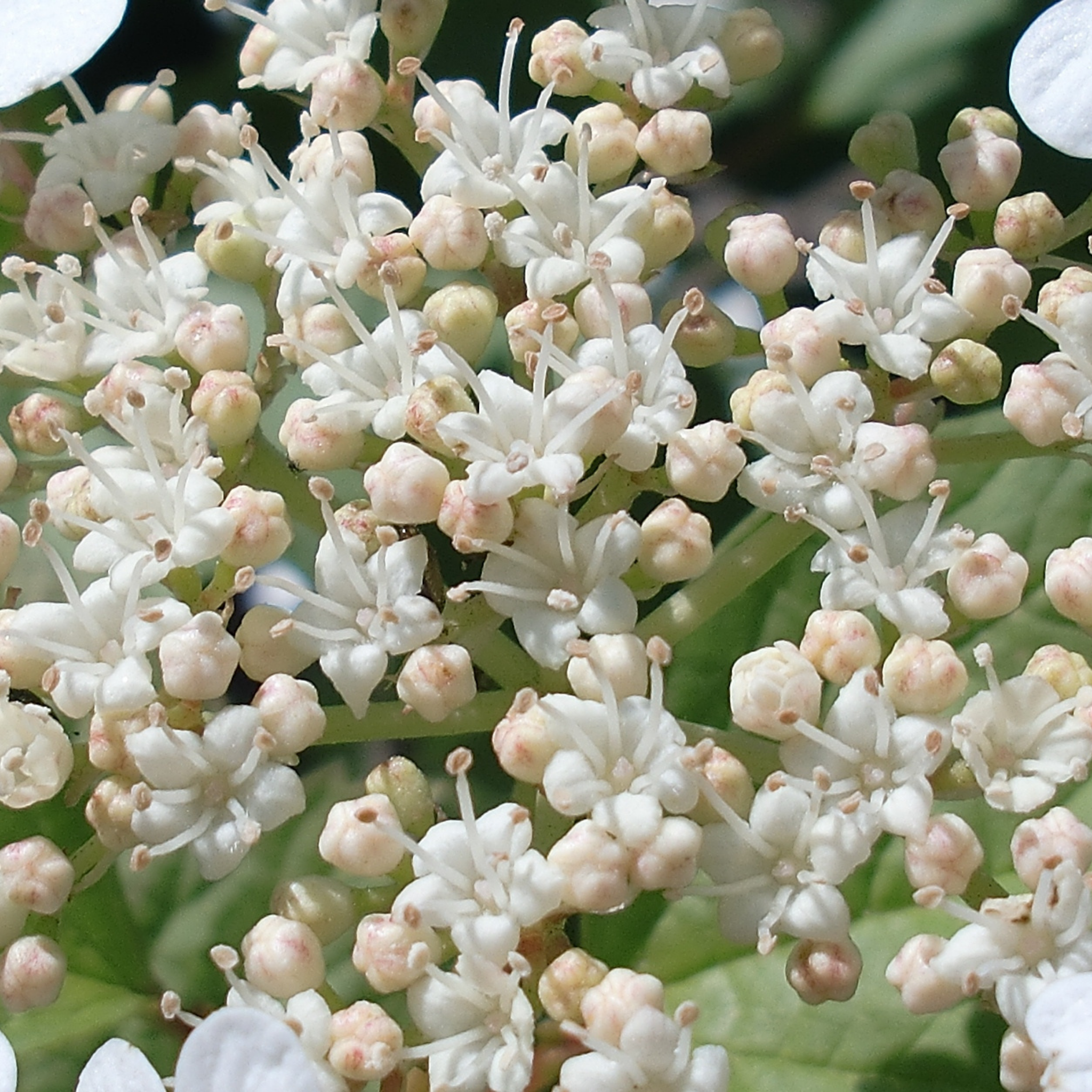 Viburnum plicatum Japanese snowball - Viburnum plicatum tomentosum Mariesii