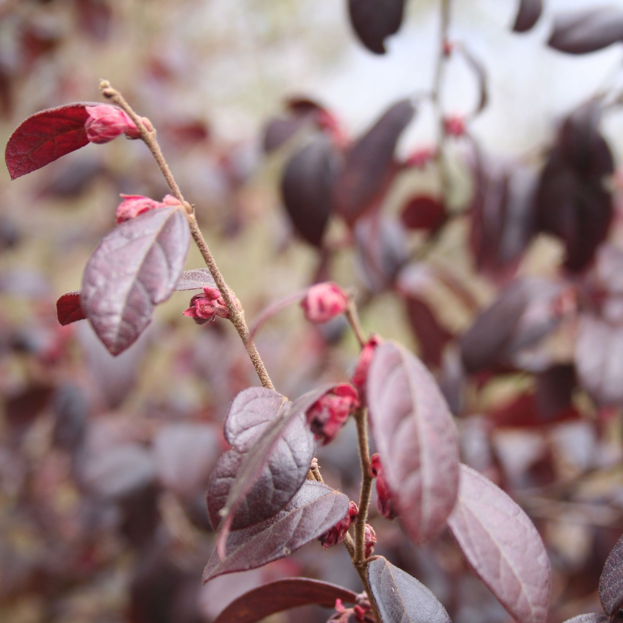Plum Delight Pink Chinese Fringe Flower - Loropetalum chinense rubrum