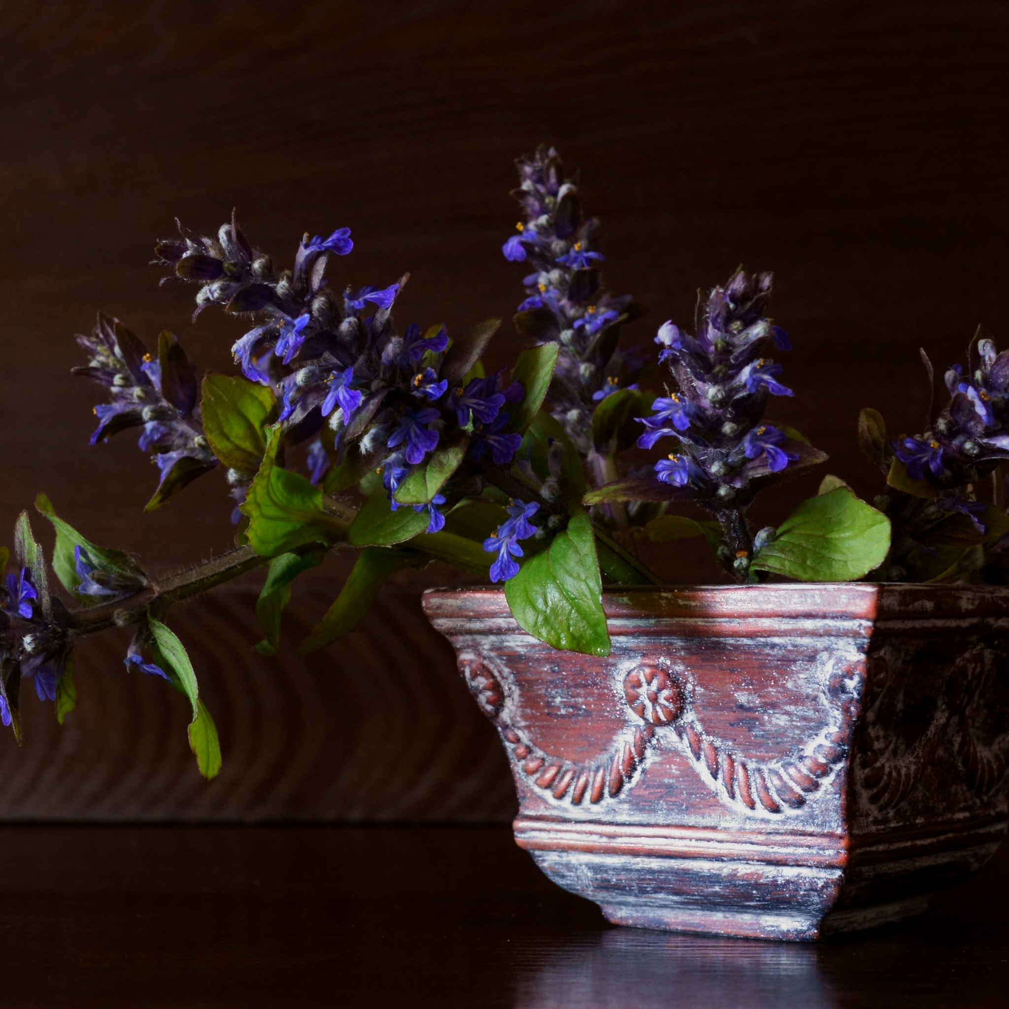 Hardy Blue Bugle (Bugleweed) - Ajuga reptans Tuff And Tidy