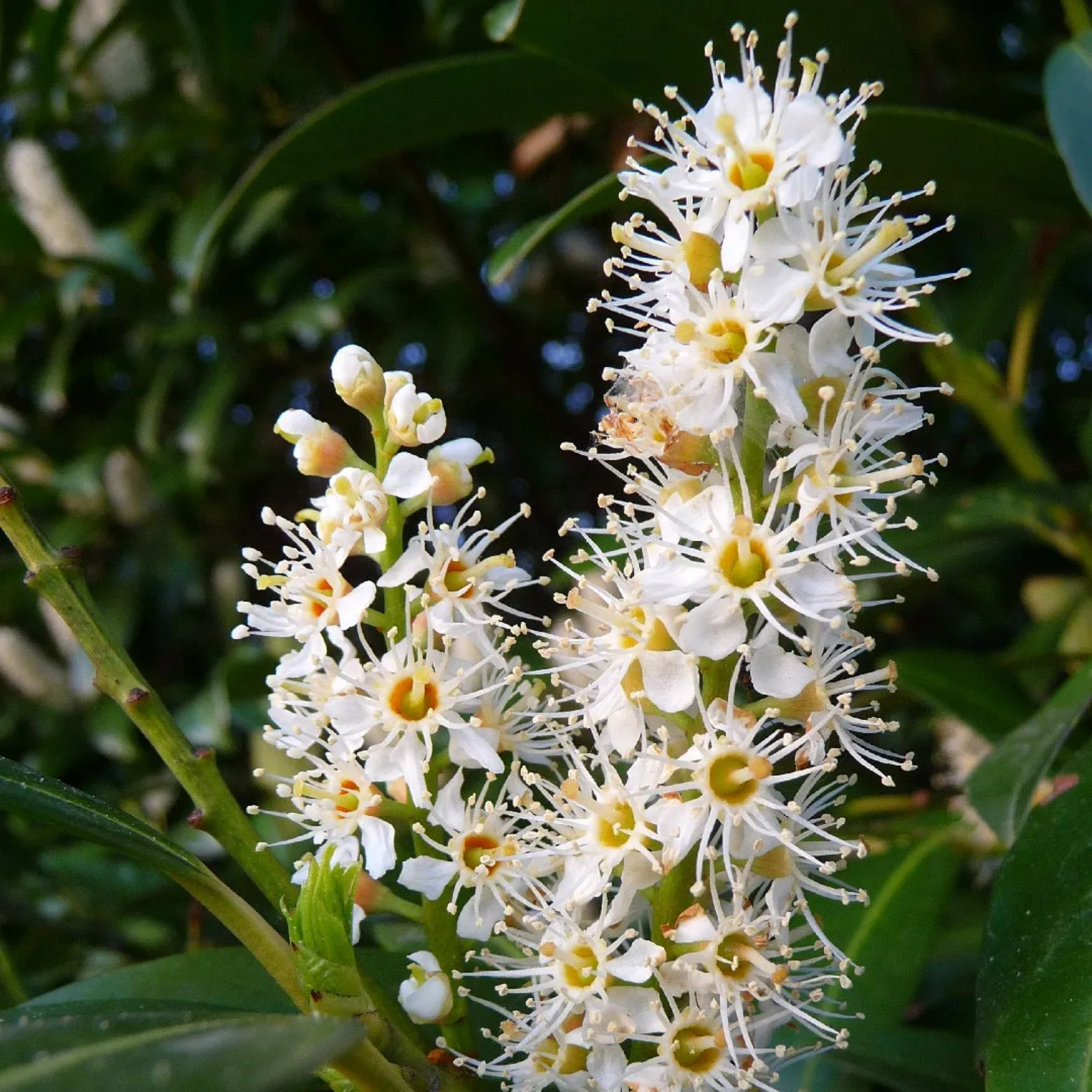 Close-up of white flowers with green leaves in the background