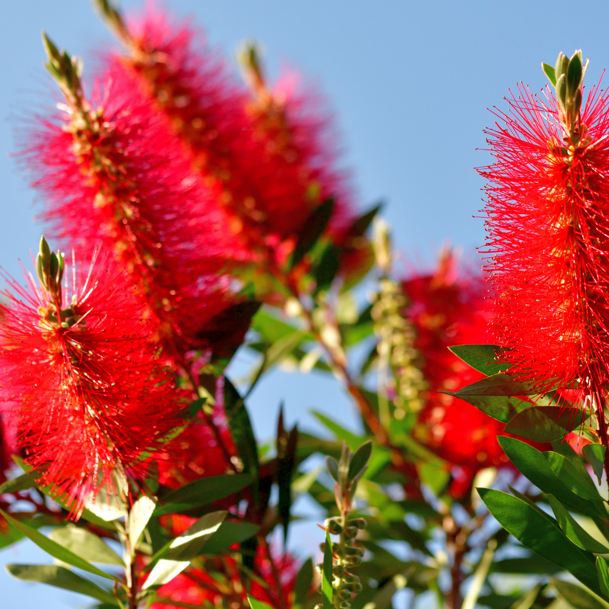 Kings Park Special Bottlebrush - Callistemon hybrida ‘Kings Park Special’