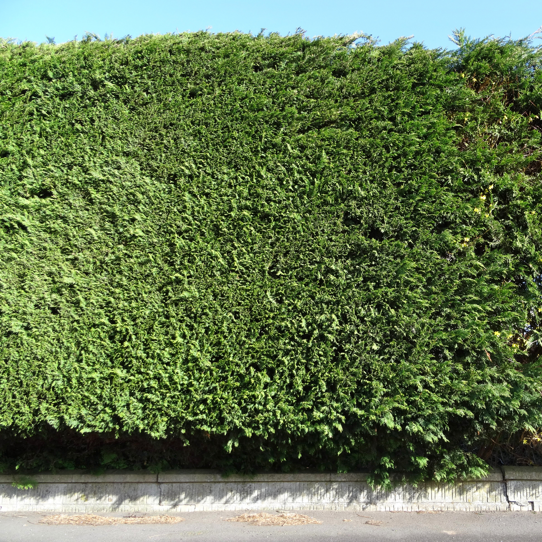 Cupressocyparis leylandii Madeline - Bettergreen Cypress