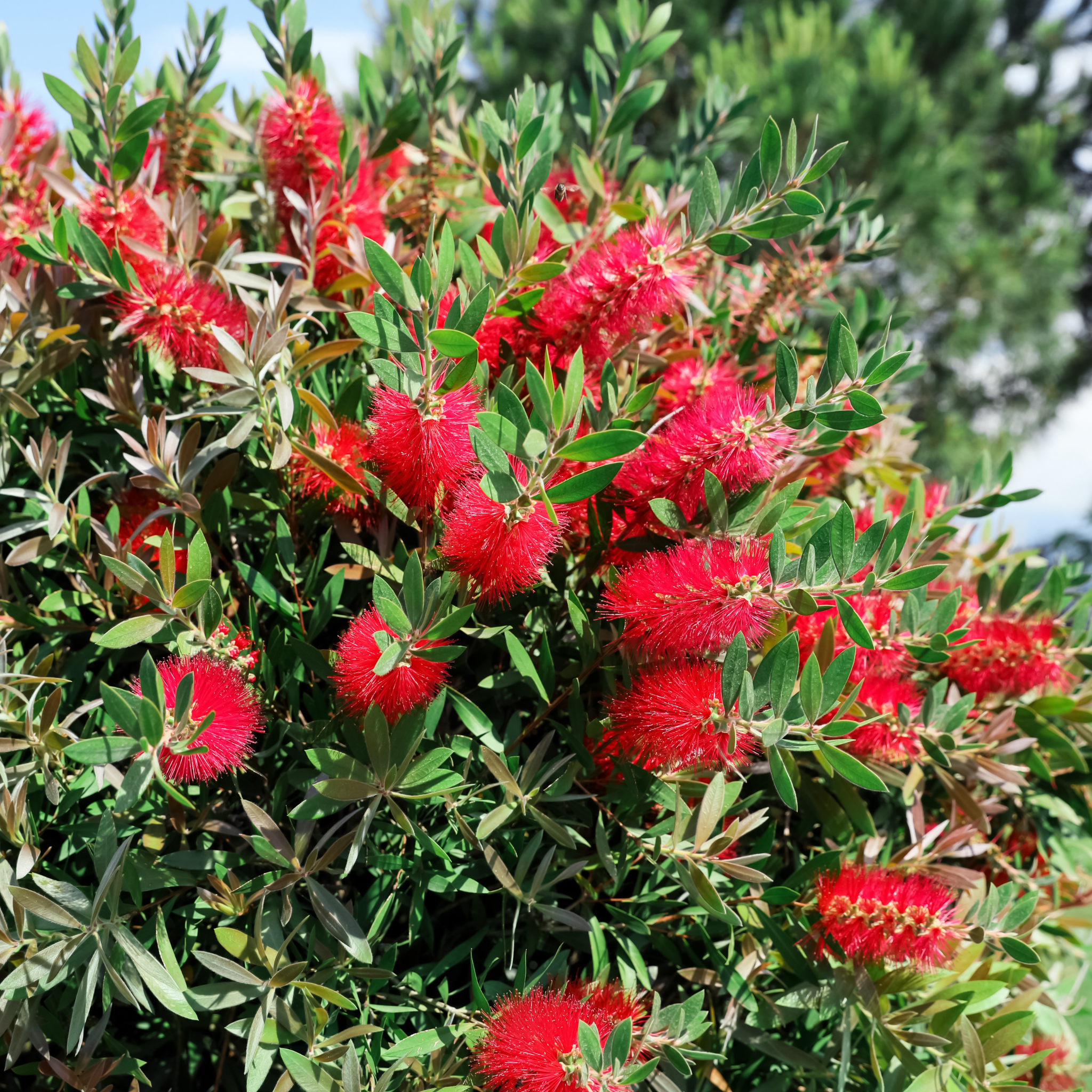 Crimson Bottlebrush - Callistemon citrinus 'Endeavour'