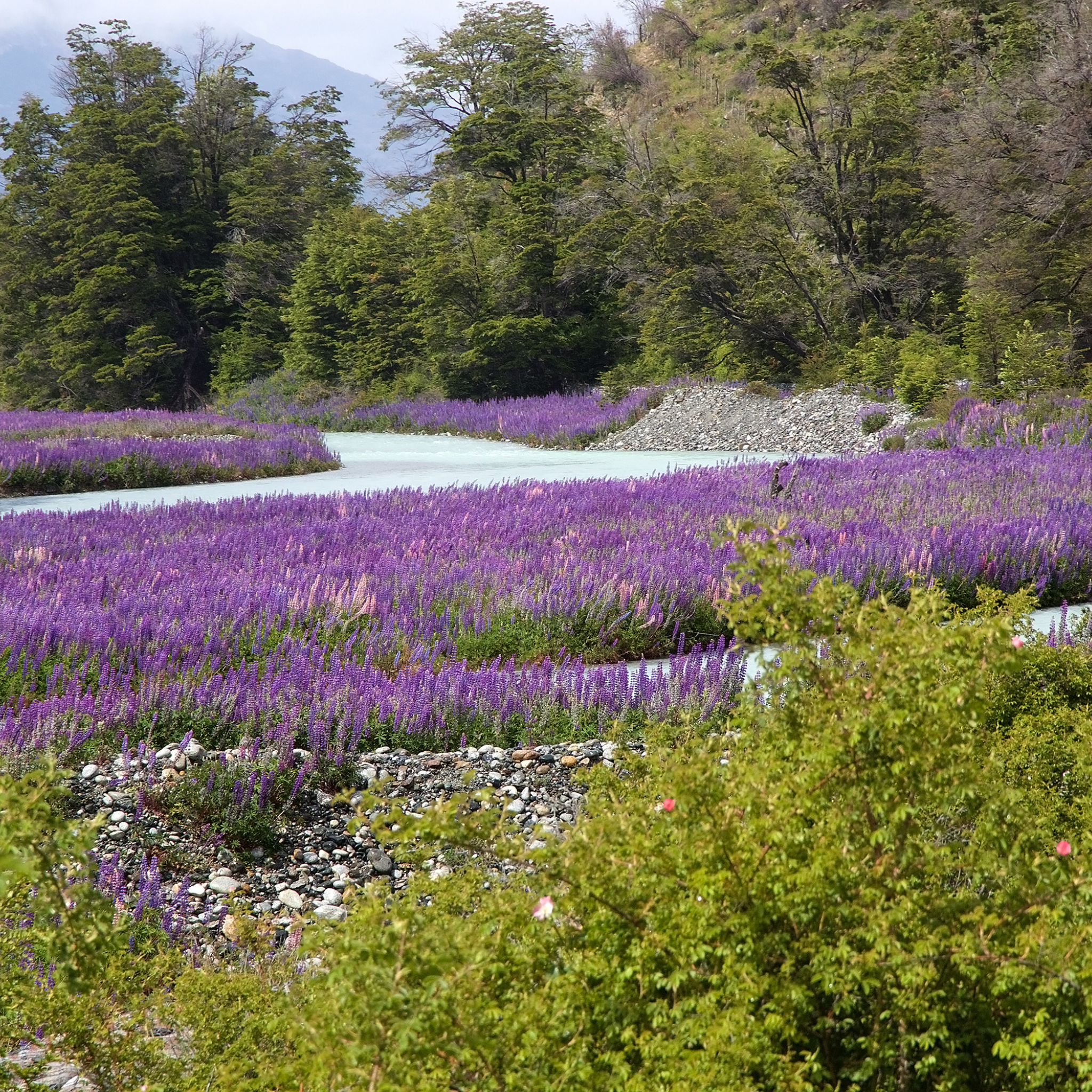 Dwarf French Lavender - Lavandula dentata La Diva Imperial