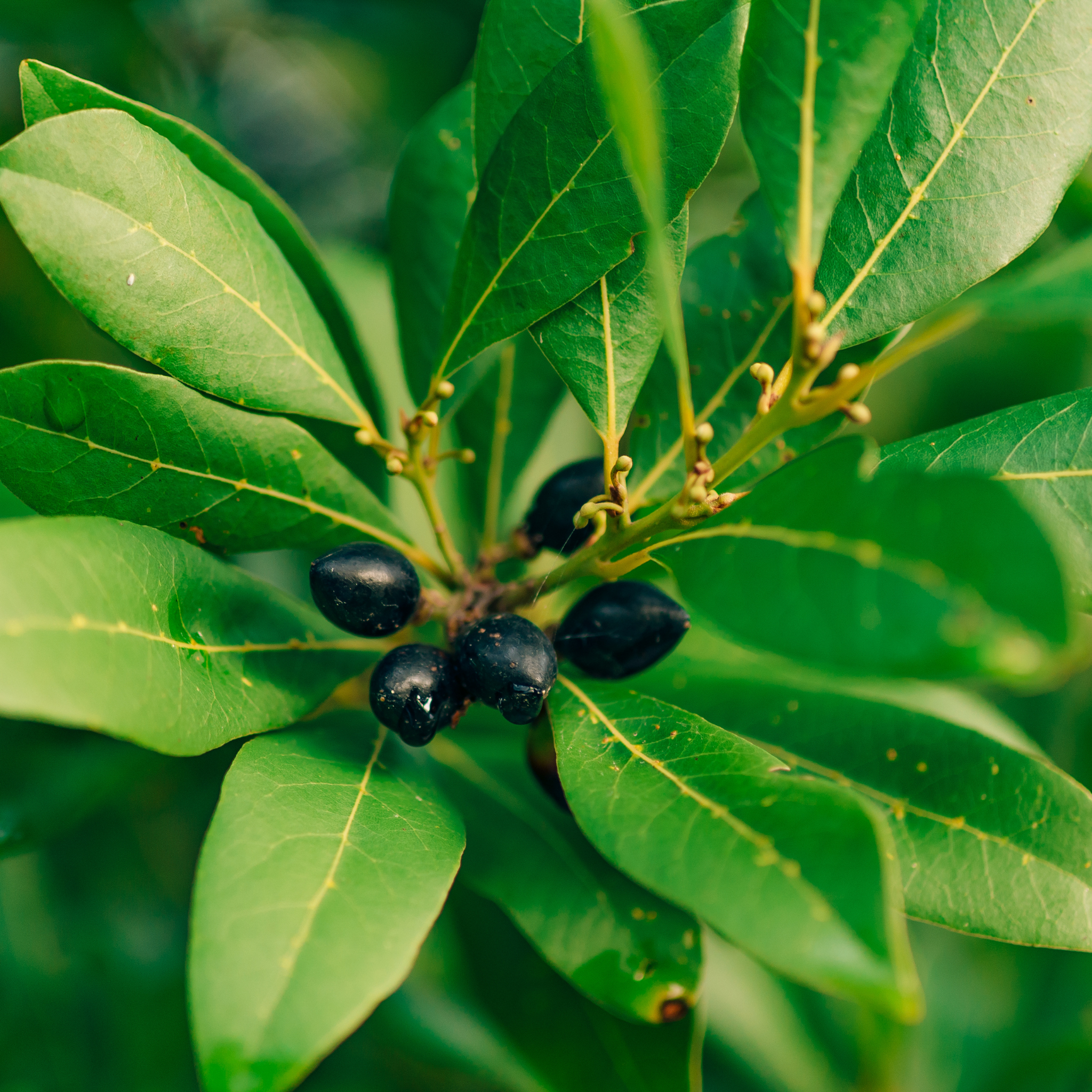 Dwarf Bay Laurel Tree - Laurus nobilis Baby Bay