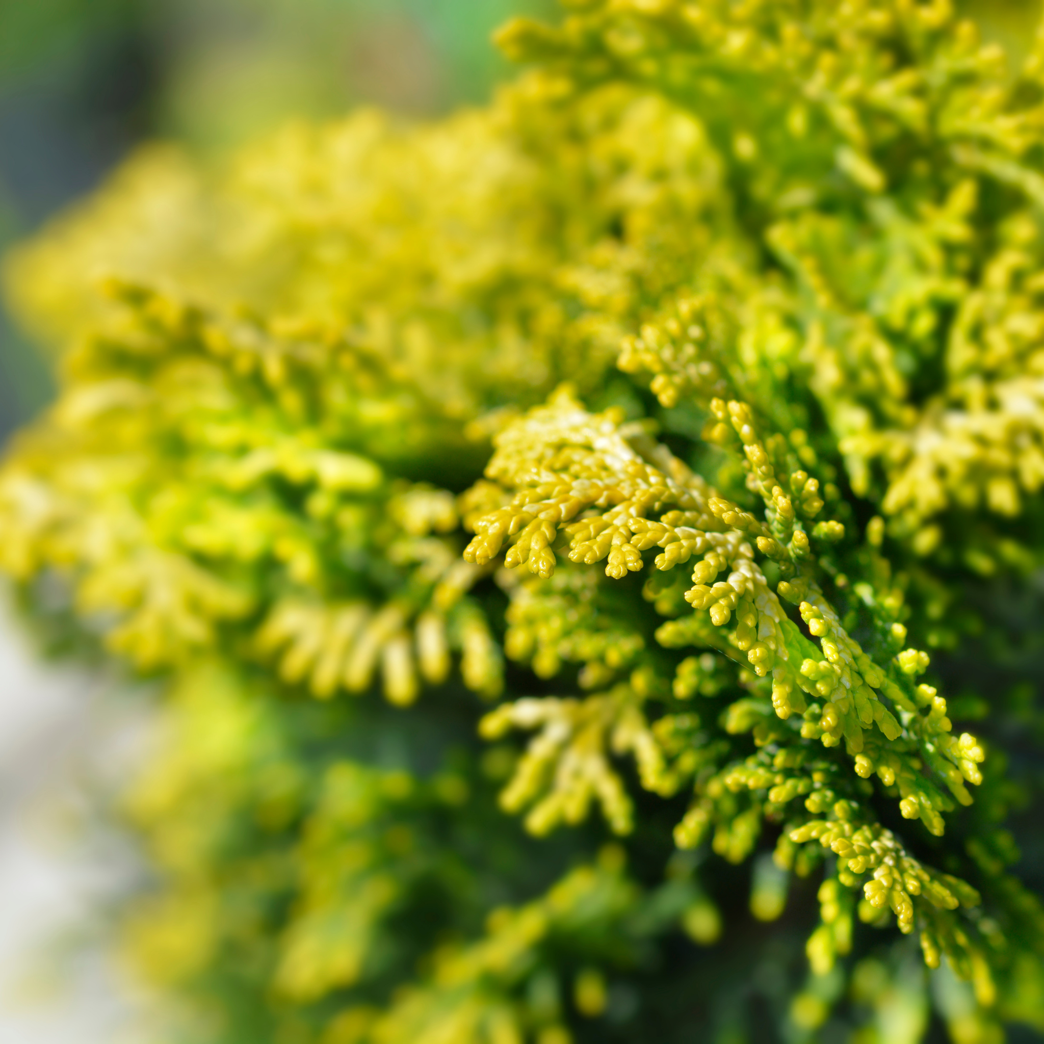 Swanes Golden Pencil Pine - Golden Italian Cypress Cupressus sempervirens