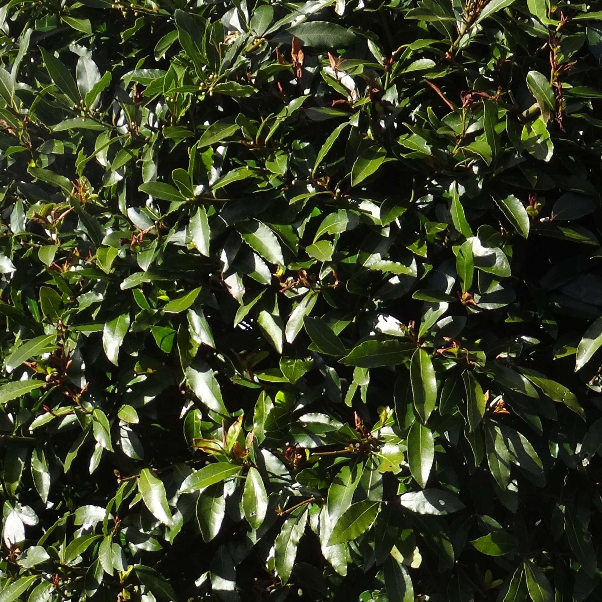 Bay Laurel 'Miles Choice' - Laurus nobilis Miles Choice