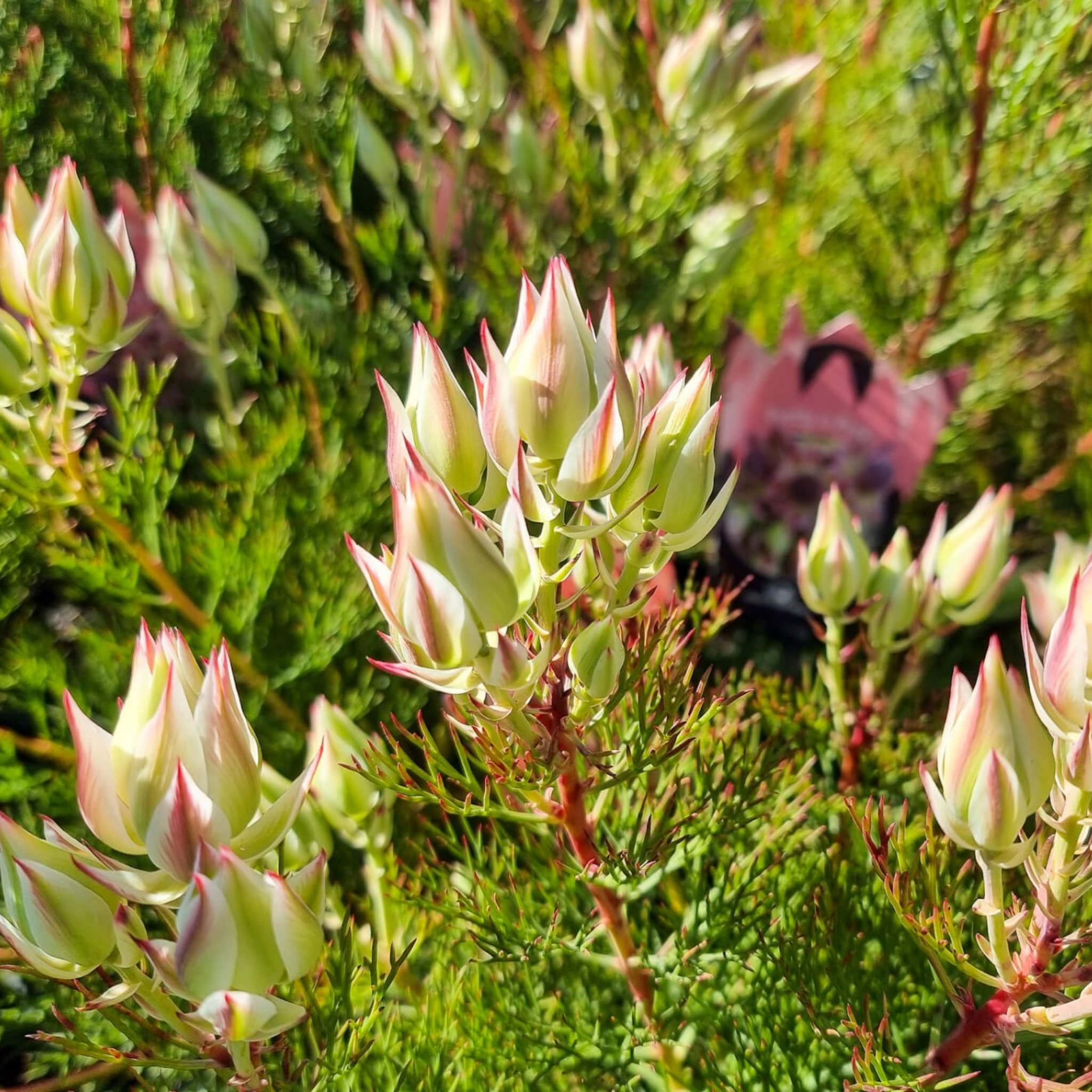 Pretty N Pink Blushing Bride - Serruria florida rosea Pretty N Pink