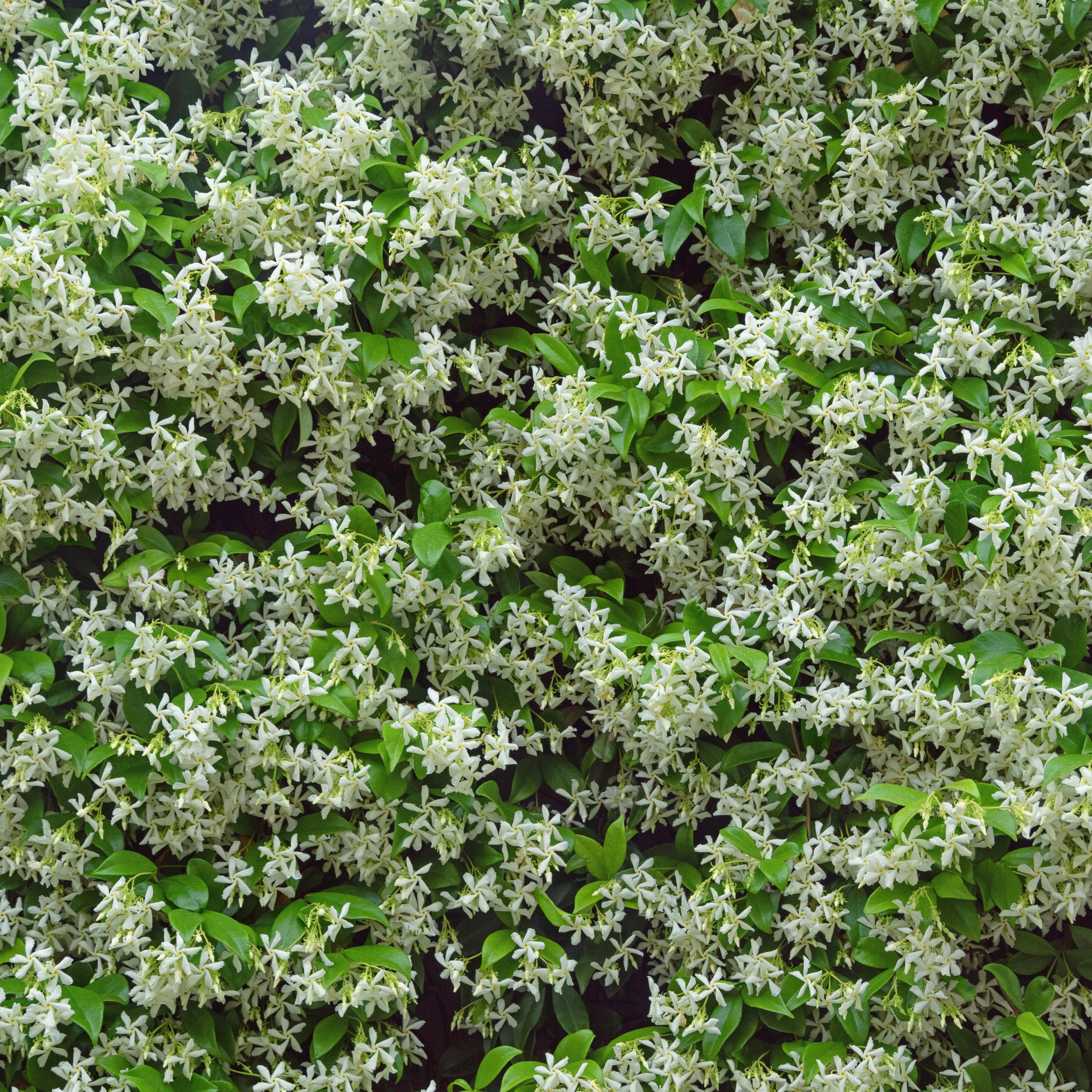 Japanese Star Jasmine - Trachelospermum asiaticum