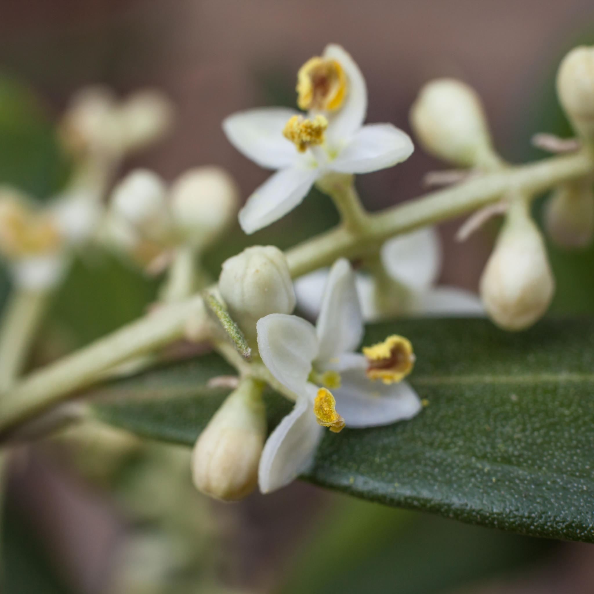 Common Olive Tree - Olea europaea