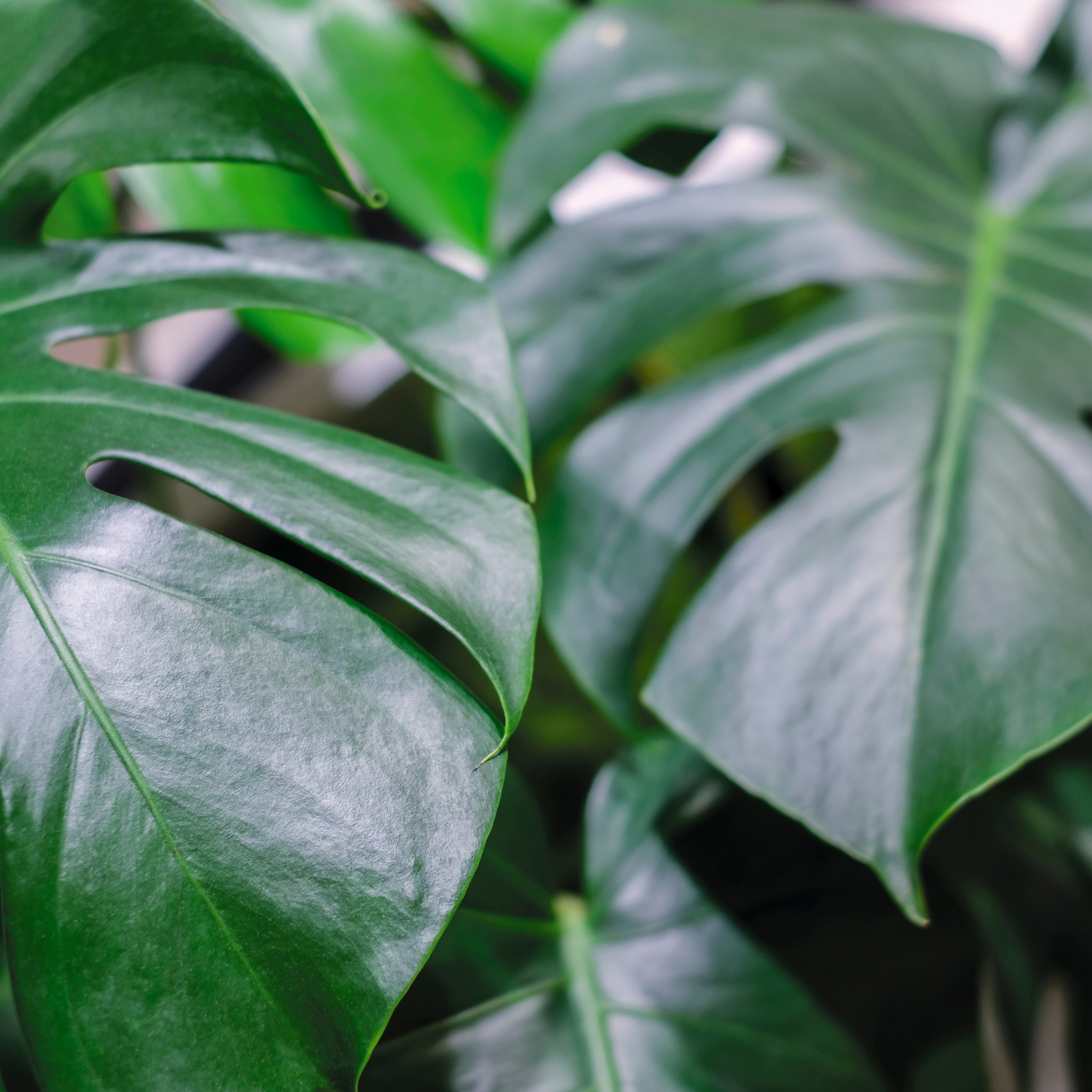 Swiss Cheese Plant - Monstera deliciosa