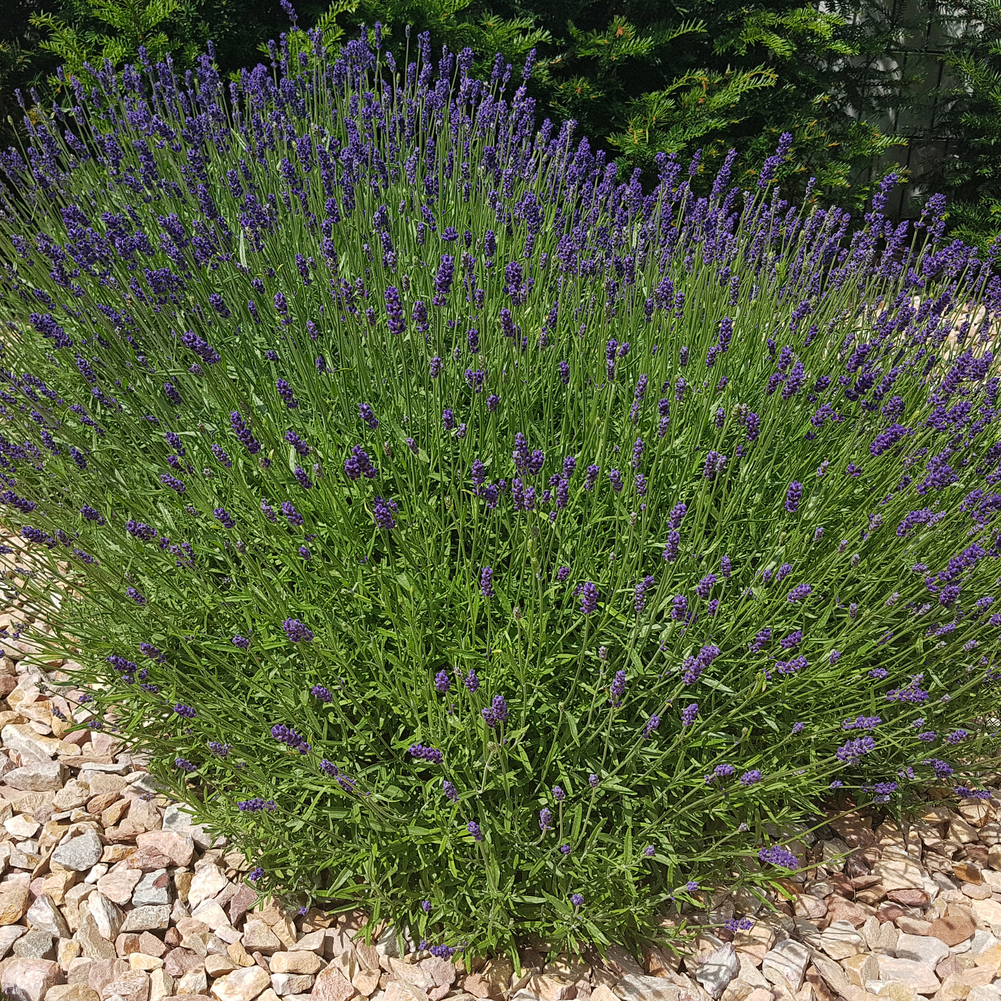English Lavender - Lavandula angustifolia