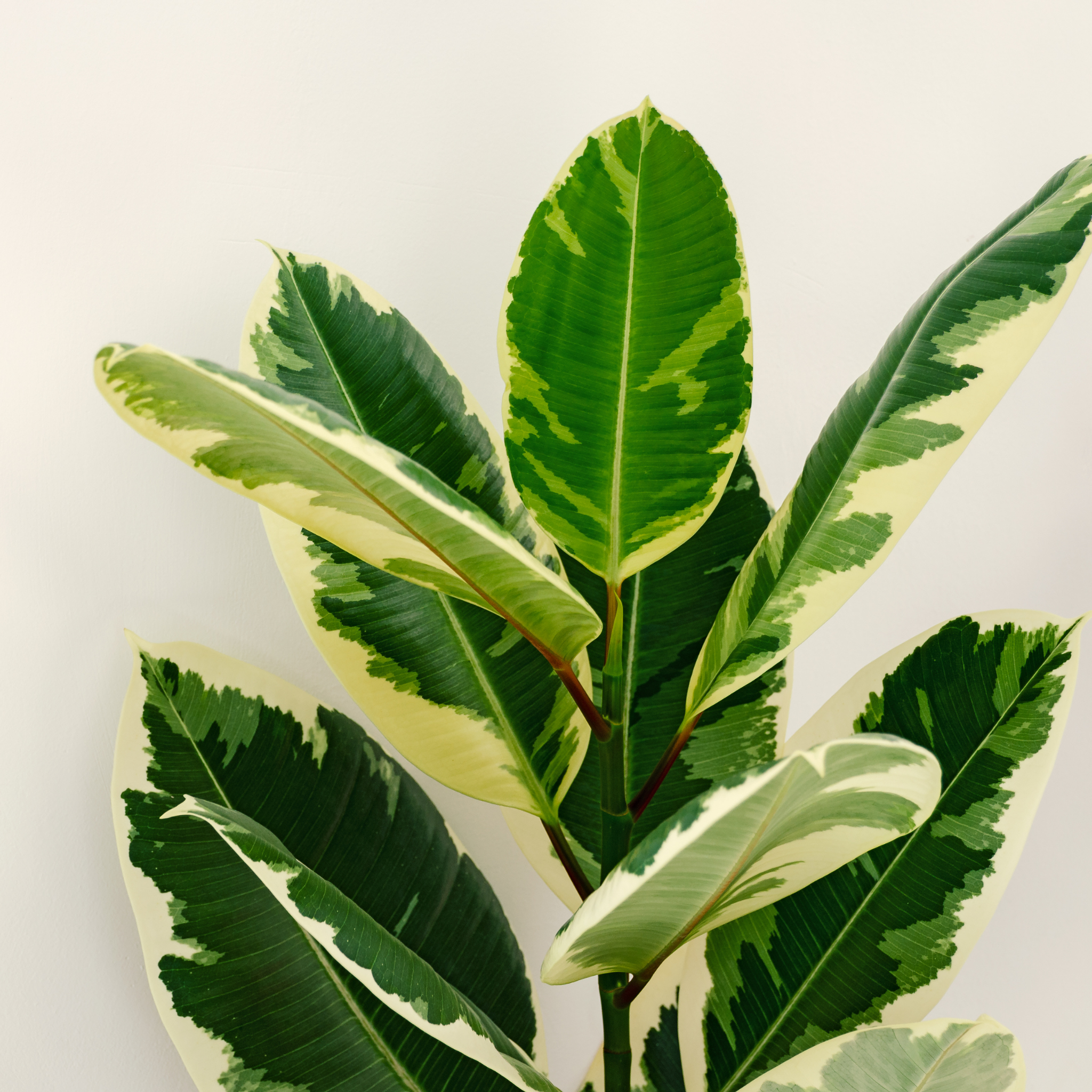 Tineke Rubber Tree Plant - Ficus elastica Tineke