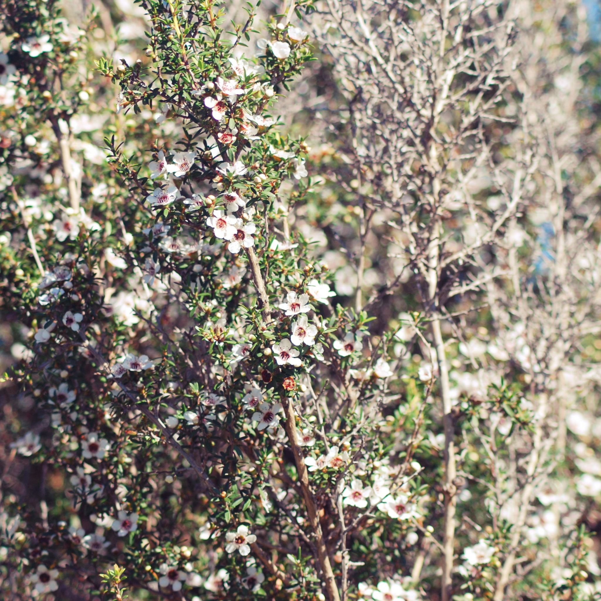 Prickly Tea Tree - Leptospermum continentale
