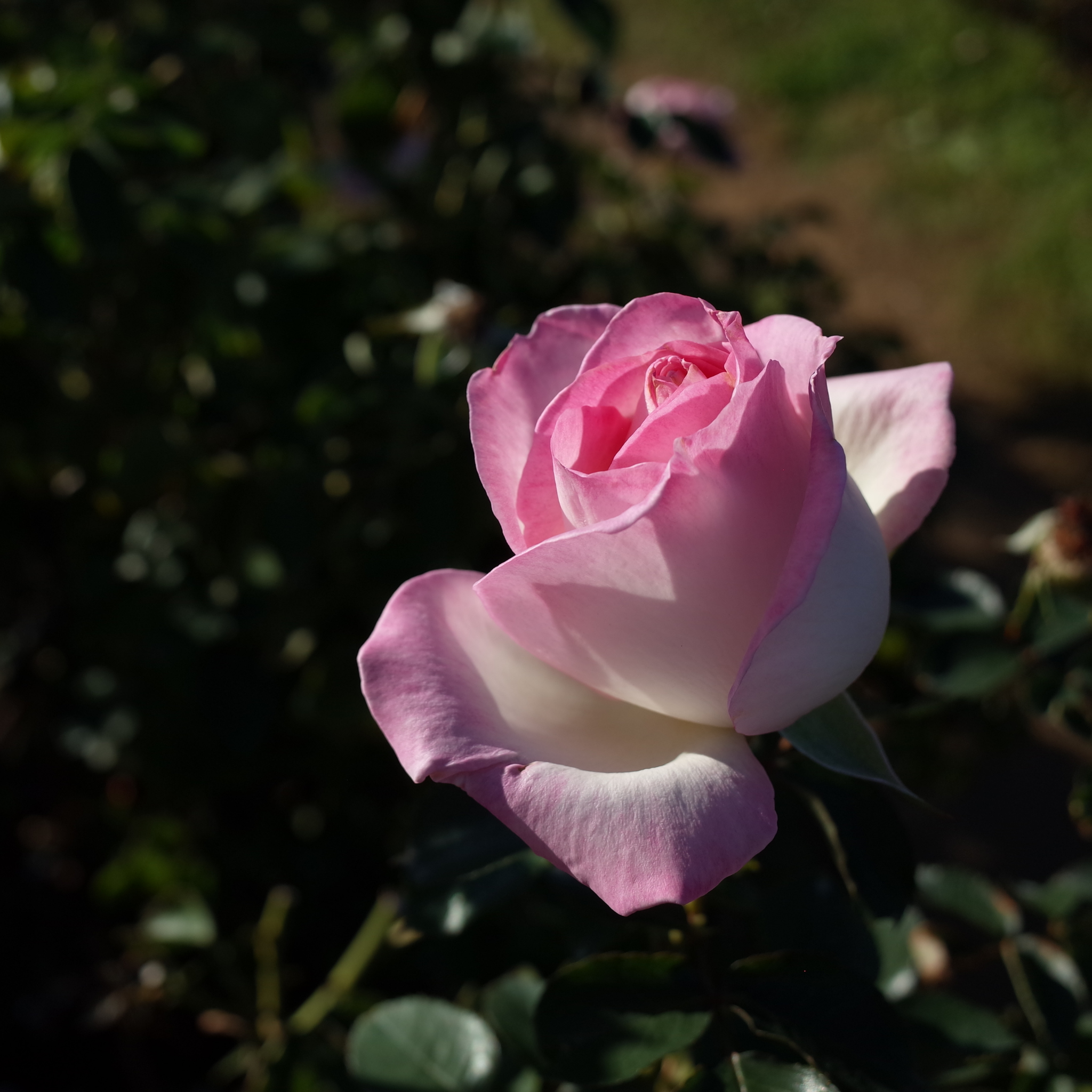 Princesse De Monaco Hybrid Tea Rose - Rosa Princesse De Monaco