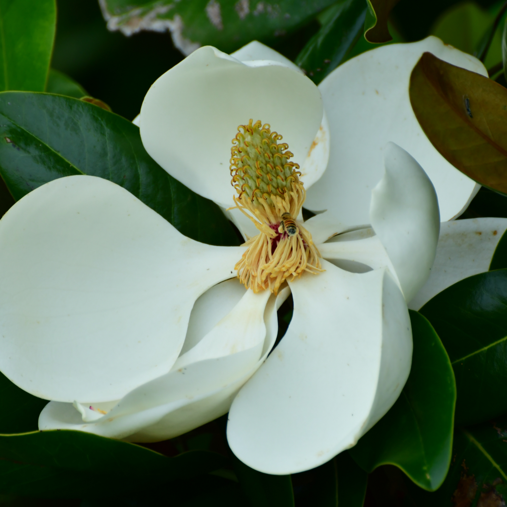 Magnolia Teddy Bear - Magnolia grandiflora Teddy Bear