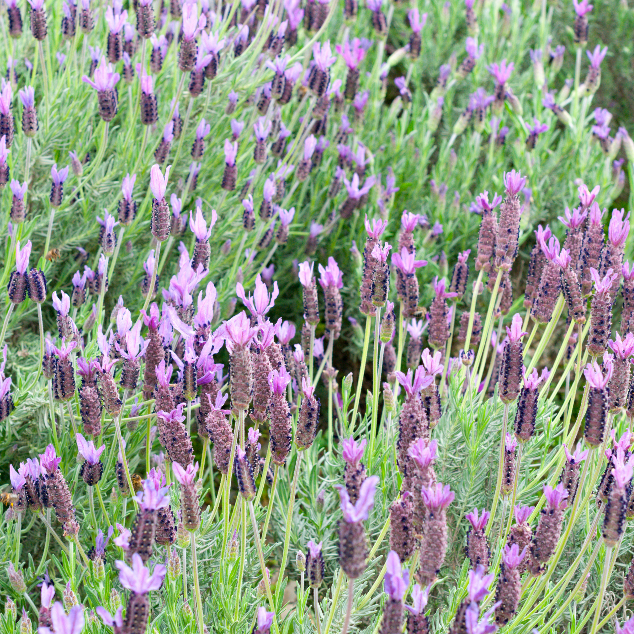 Lavandula pedunculata La Diva Papillon Big Night
