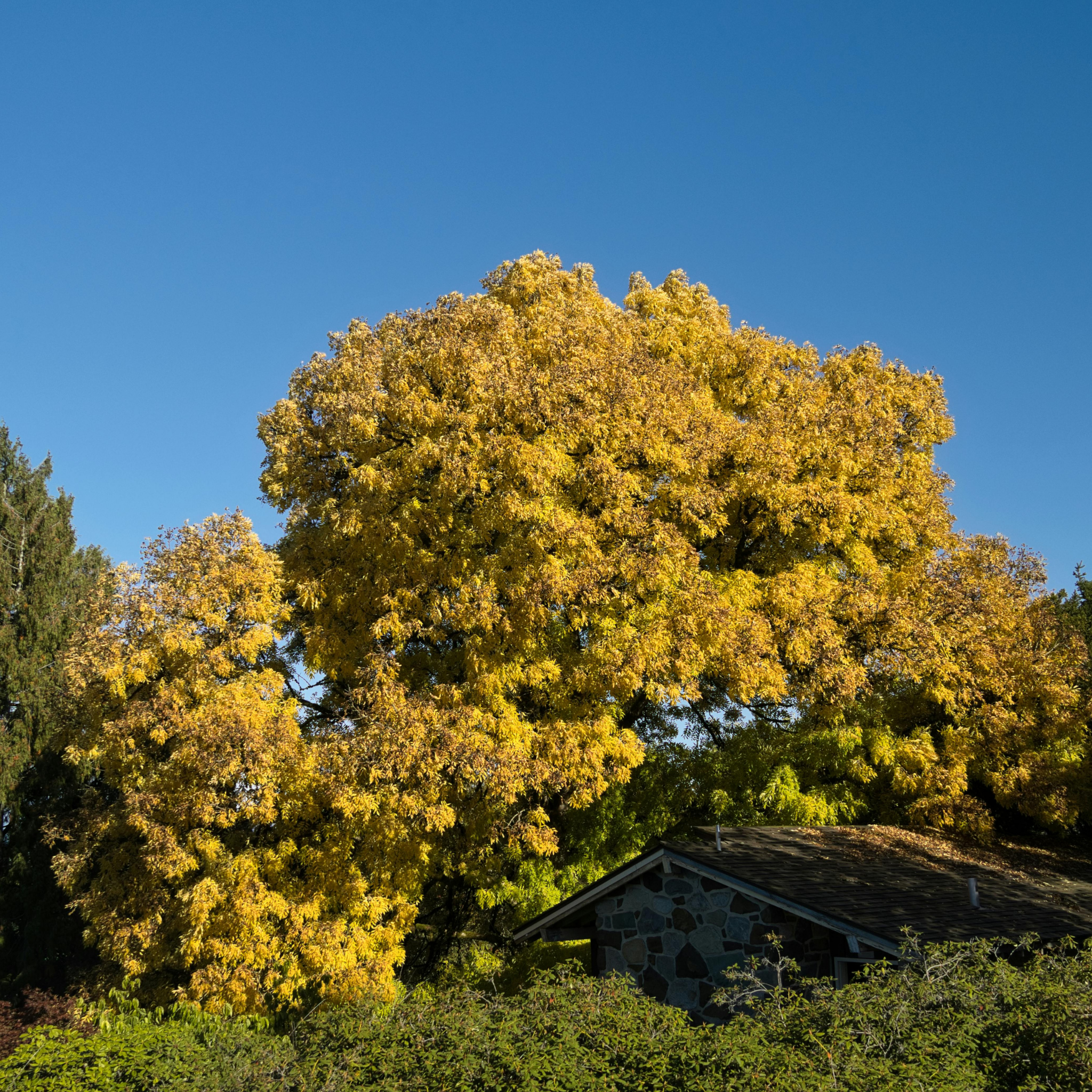 Golden Honey Locust - Gleditsia triacanthos inermis Sunburst