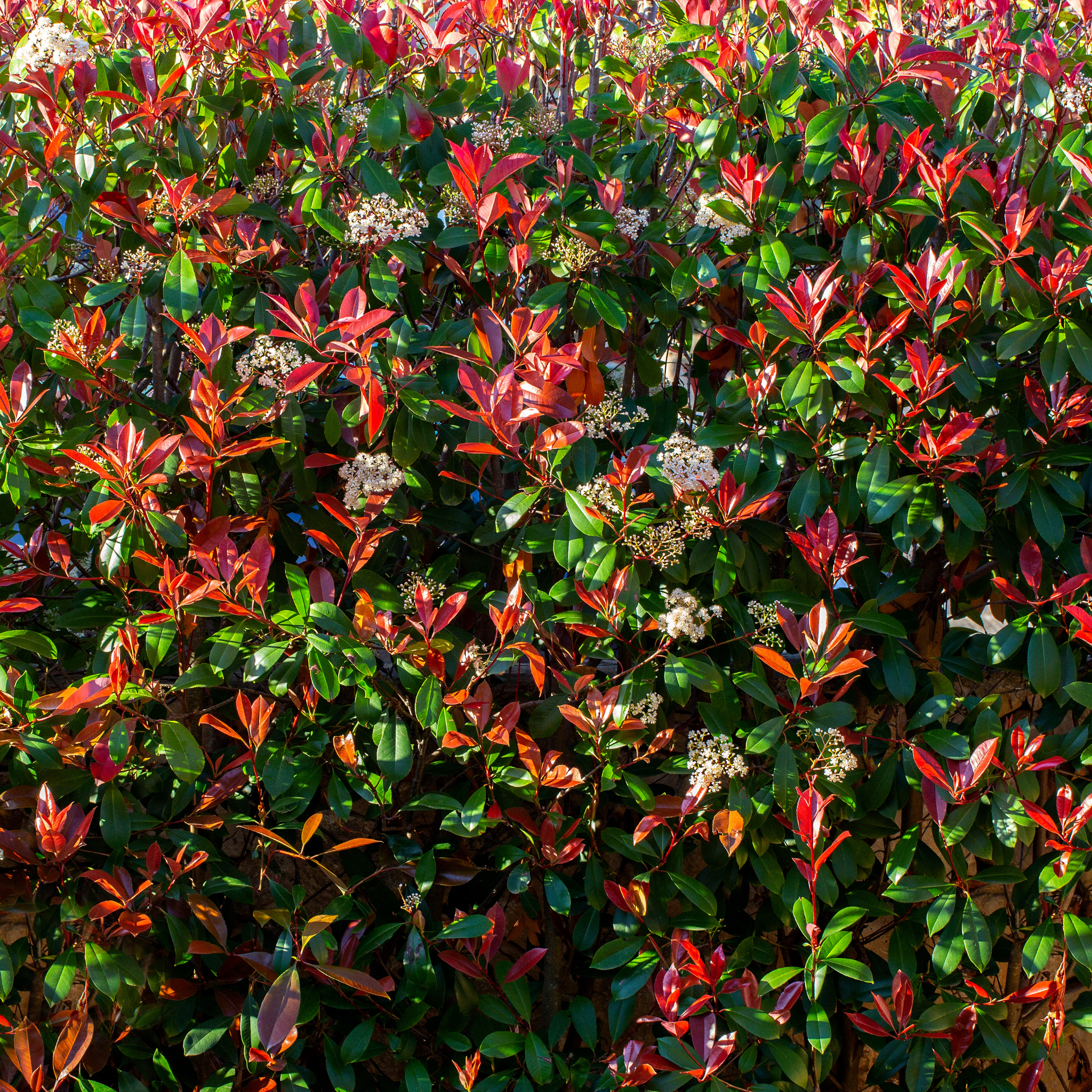 Lilly Pilly Cherry Surprise - Acmena smithii 'Cherry Surprise'