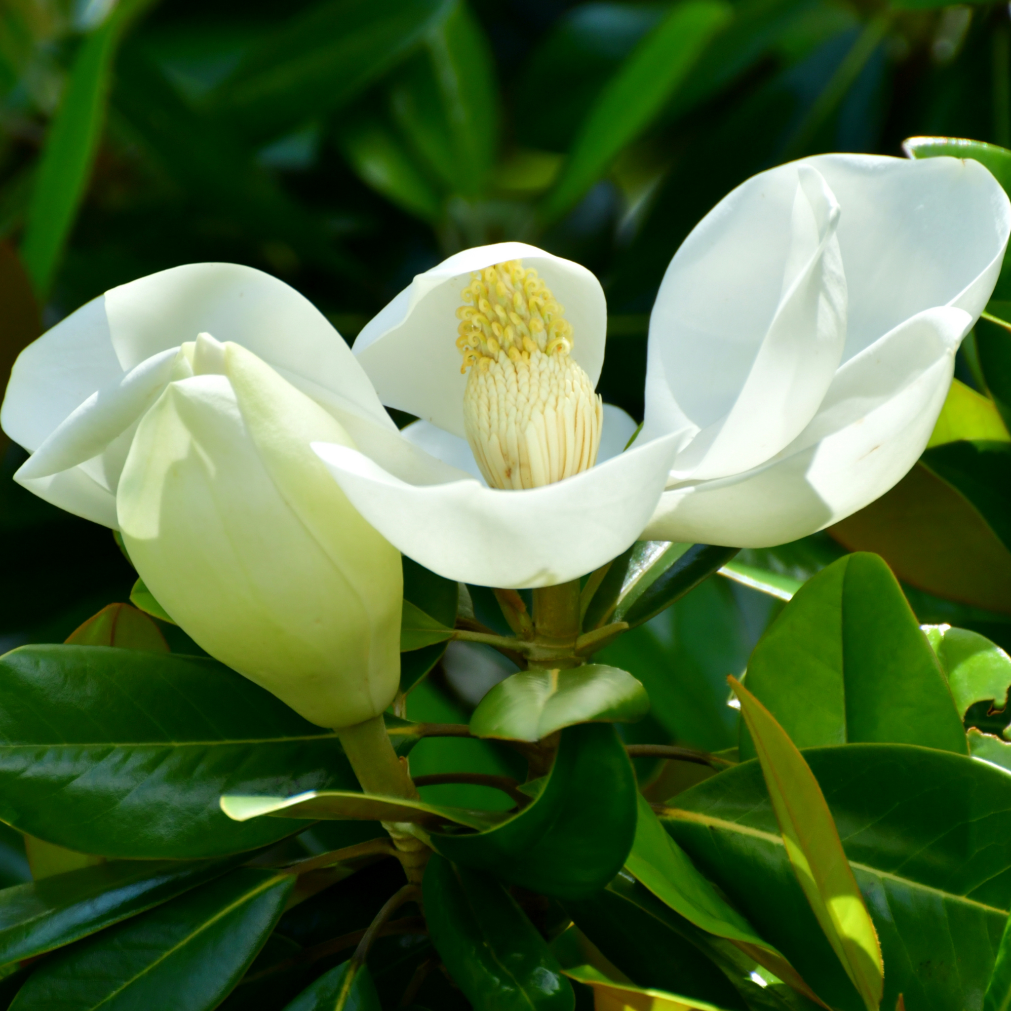 Magnolia Greenback - Magnolia grandiflora Greenback