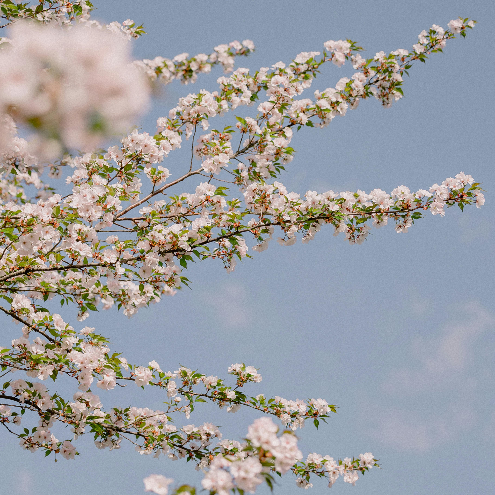 Weeping Japanese Flowering Cherry - Prunus serrulata 'Mt Fuji'