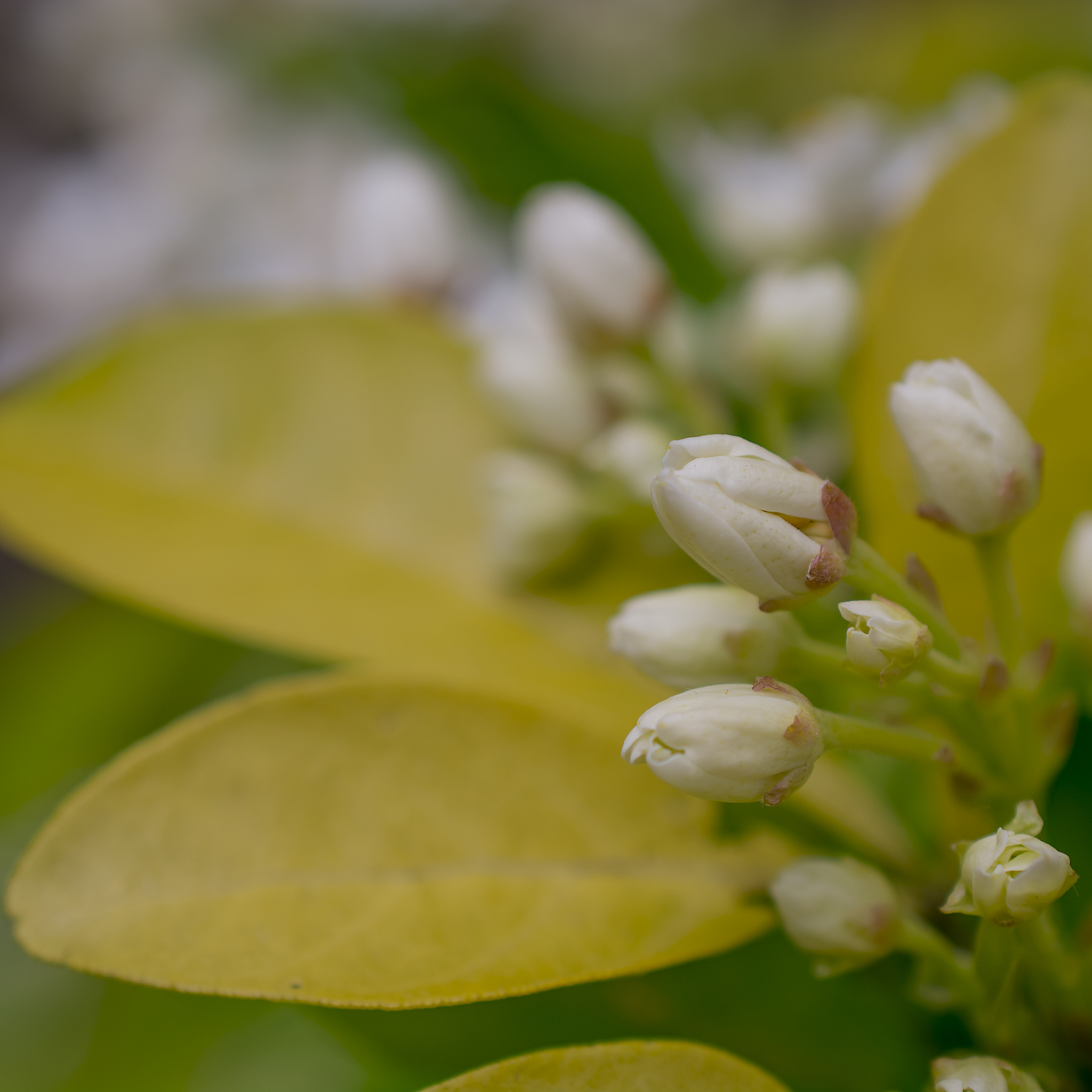 Mexican Orange Blossom - Choisya ternata
