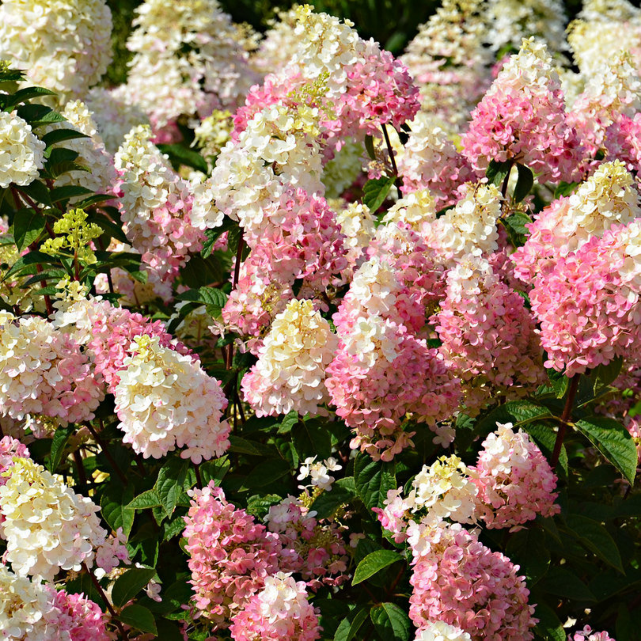 Panicled Hydrangea - Hydrangea paniculata Sundae Fraise