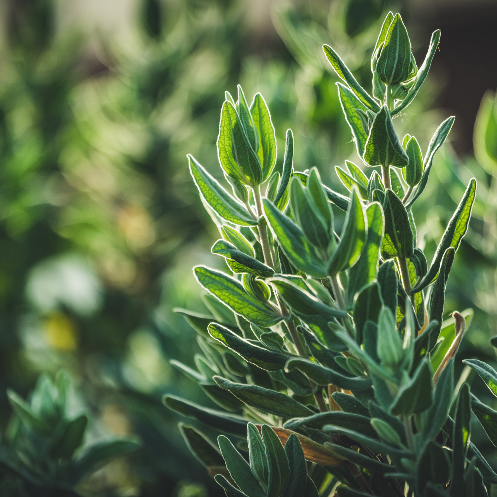Sage Leaved Rockrose - Cistus salviifolius