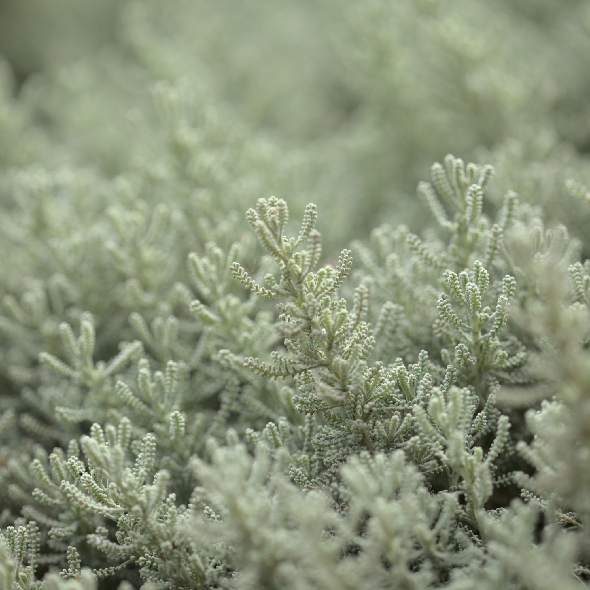 Cotton Lavender - Santolina chamaecyparissus