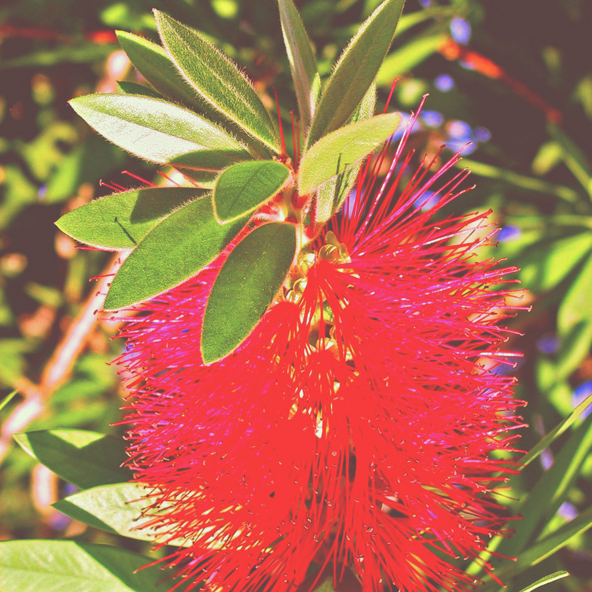 Dwarf Weeping Bottlebrush Better John - Callistemon viminalis 'Better John' PBR