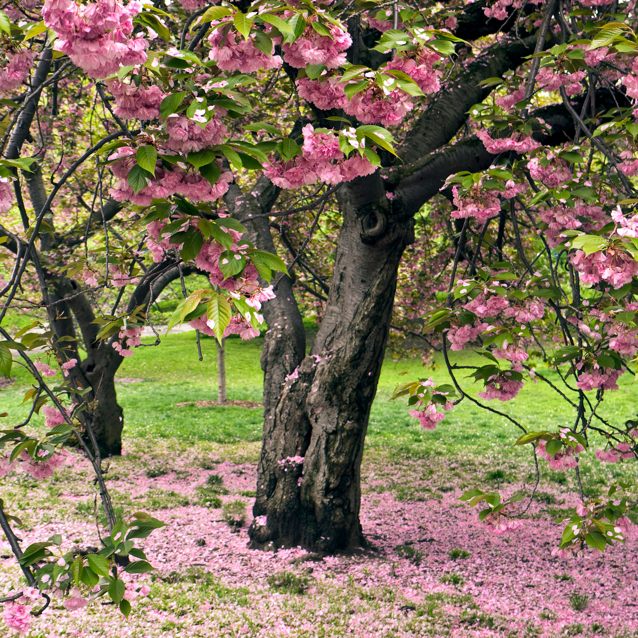 Japanese Flowering Ornamental Cherry - Prunus serrulata 'Kanzan'