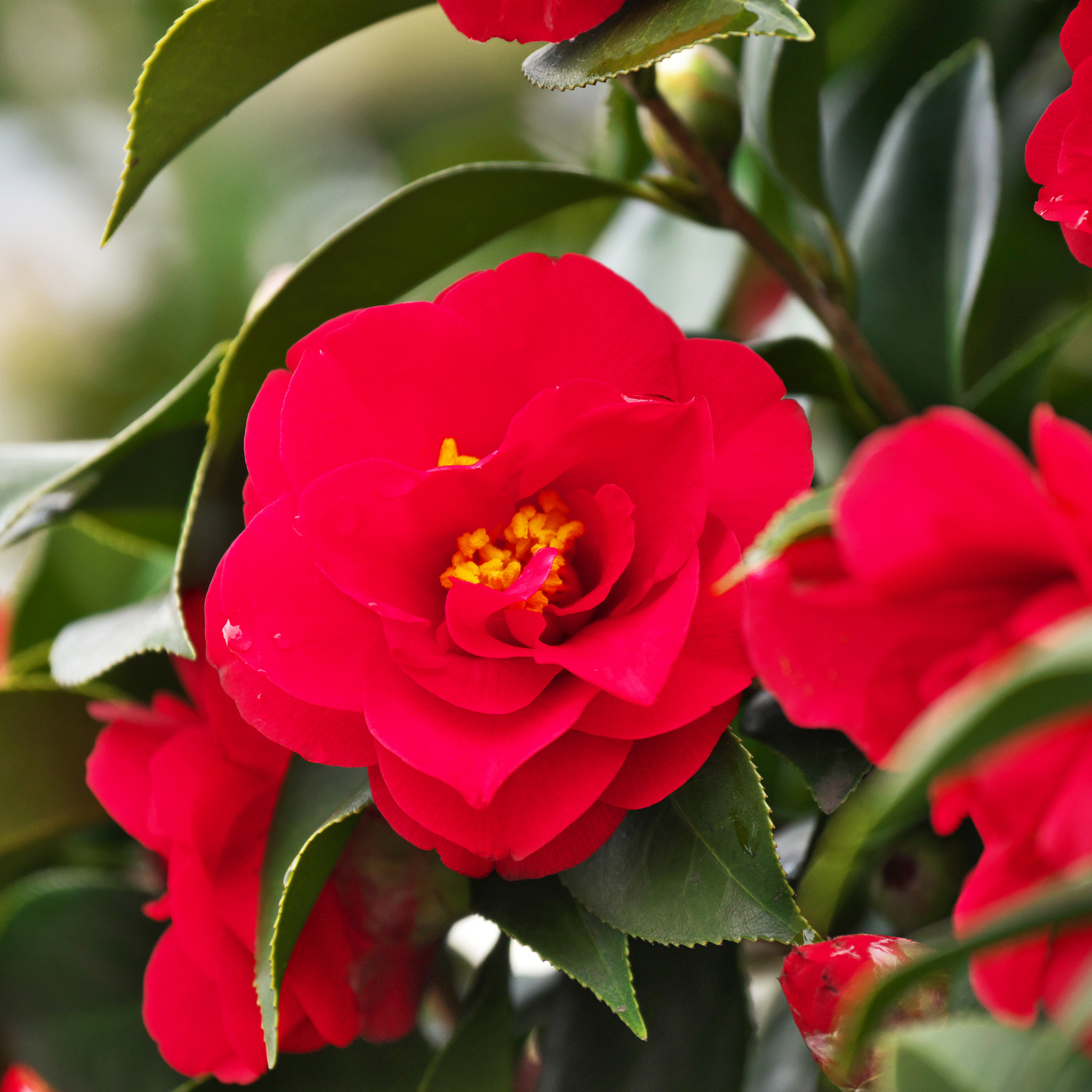 Camellia japonica Wildfire