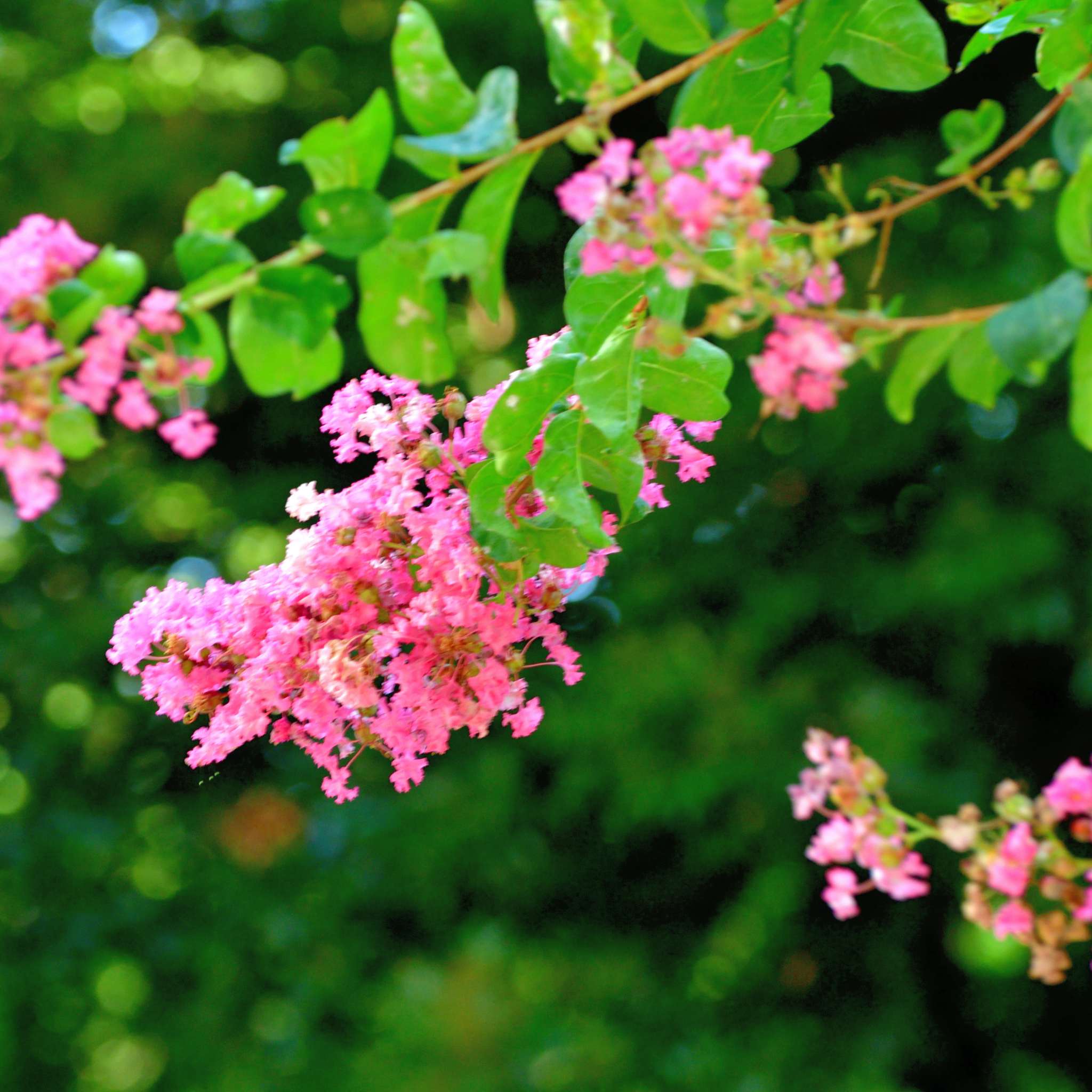 Pink Crepe Myrtle - Lagerstroemia indica fauriei Biloxi