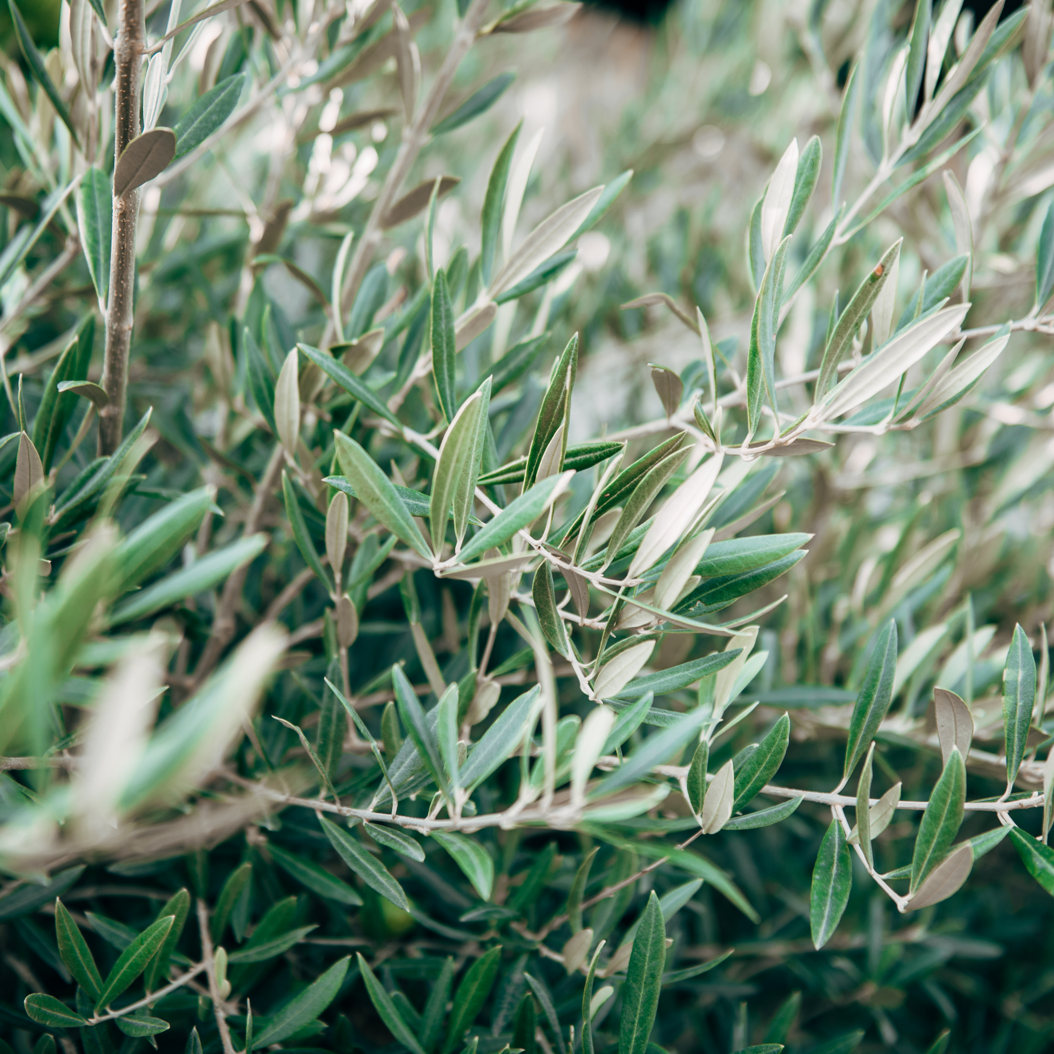 Dwarf Olive Tress - Olea europaea Bambalina