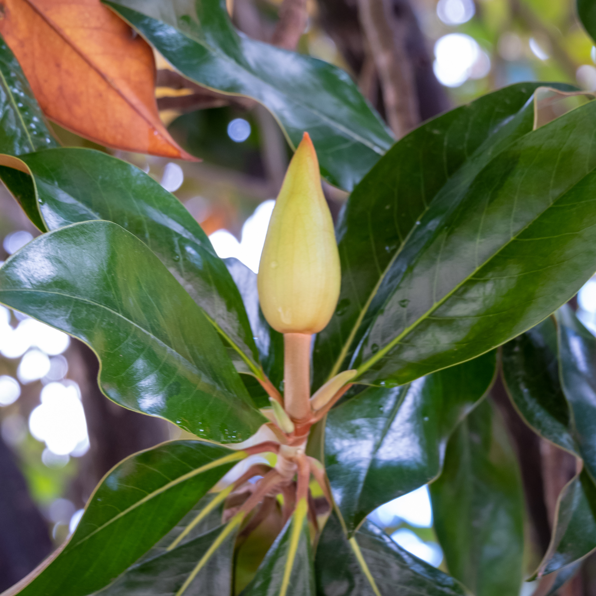 Magnolia Kay Paris - Magnolia grandiflora Kay Parris