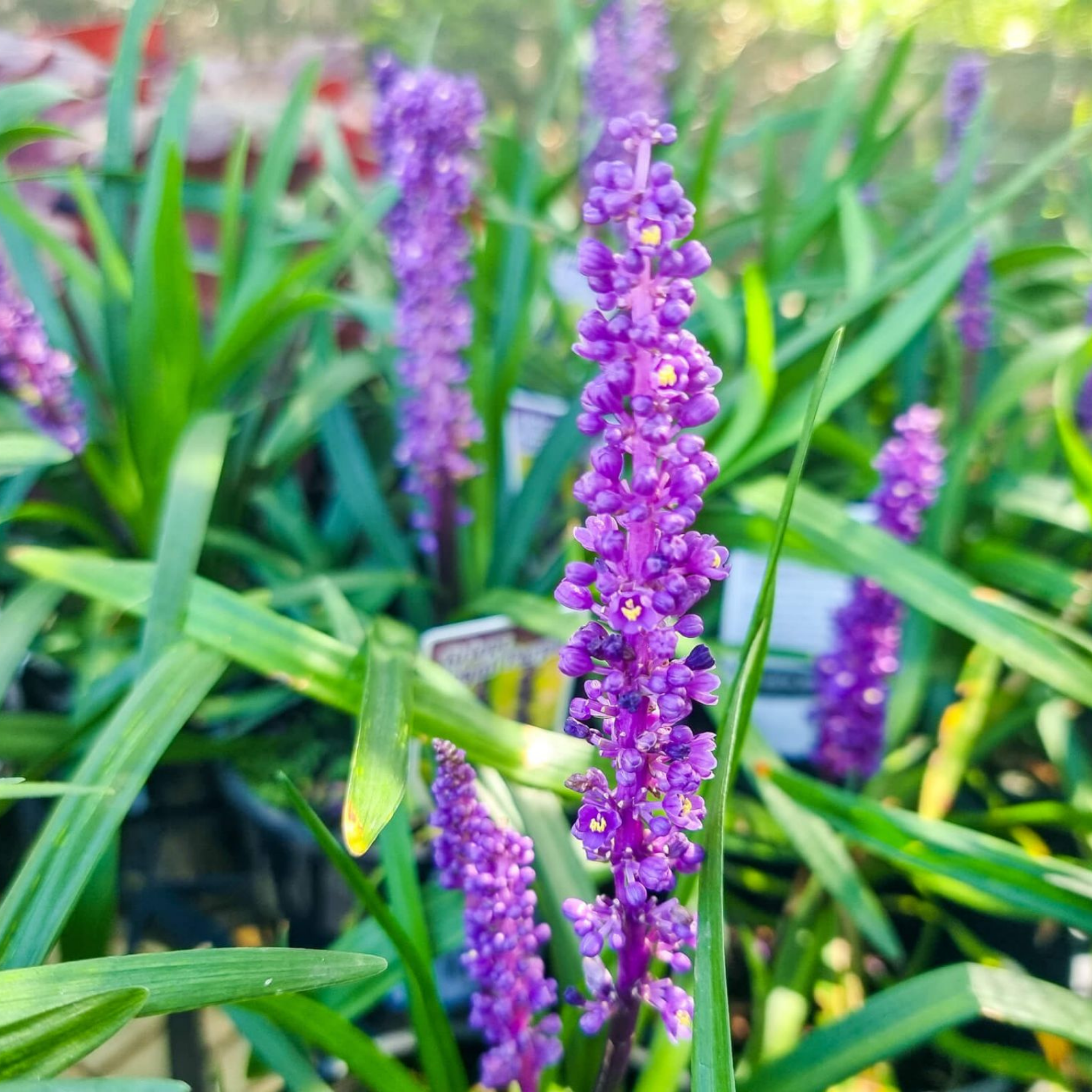 Lillyturf Royal Purple - Liriope muscari Royal Purple