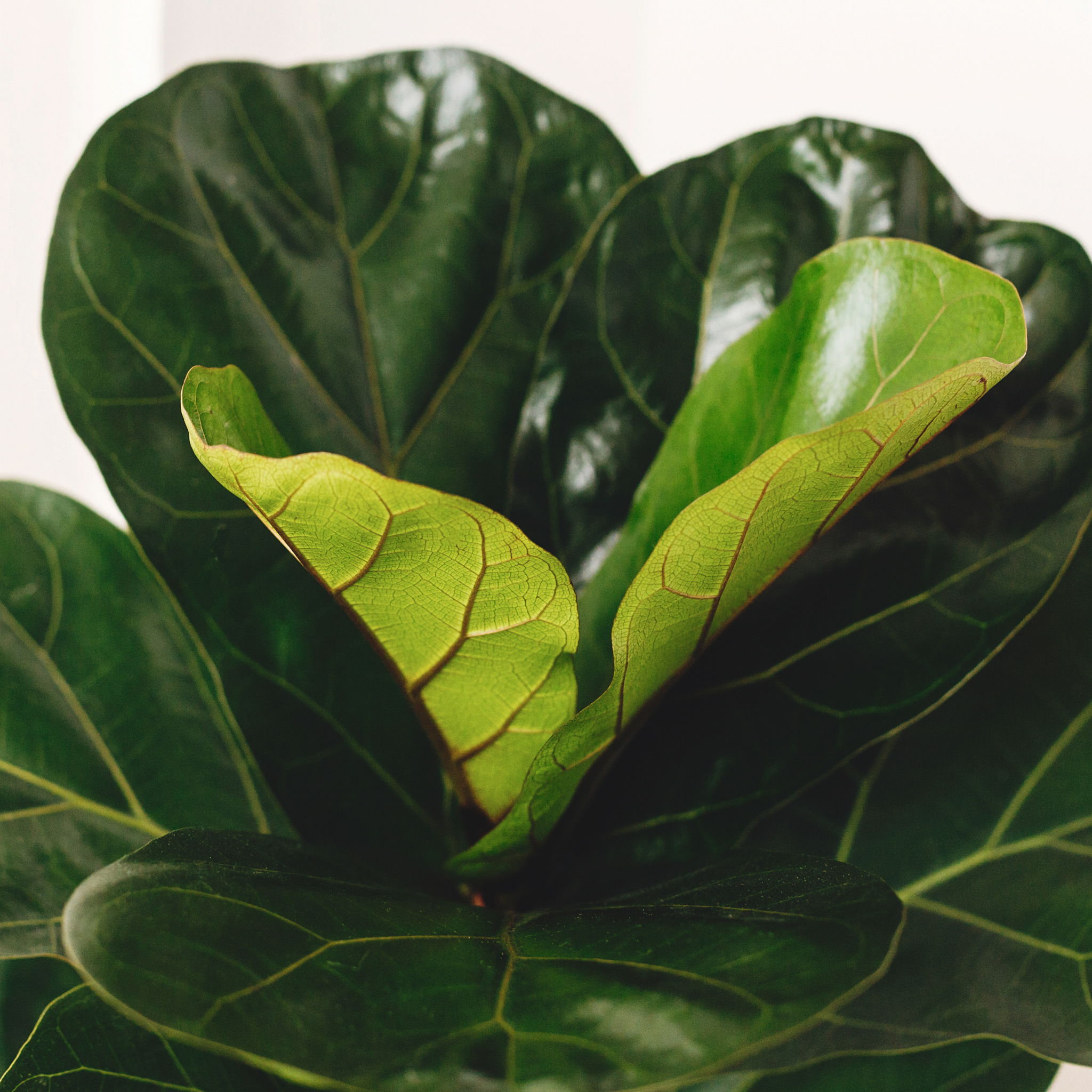 Fiddle Leaf Fig - Ficus lyrata