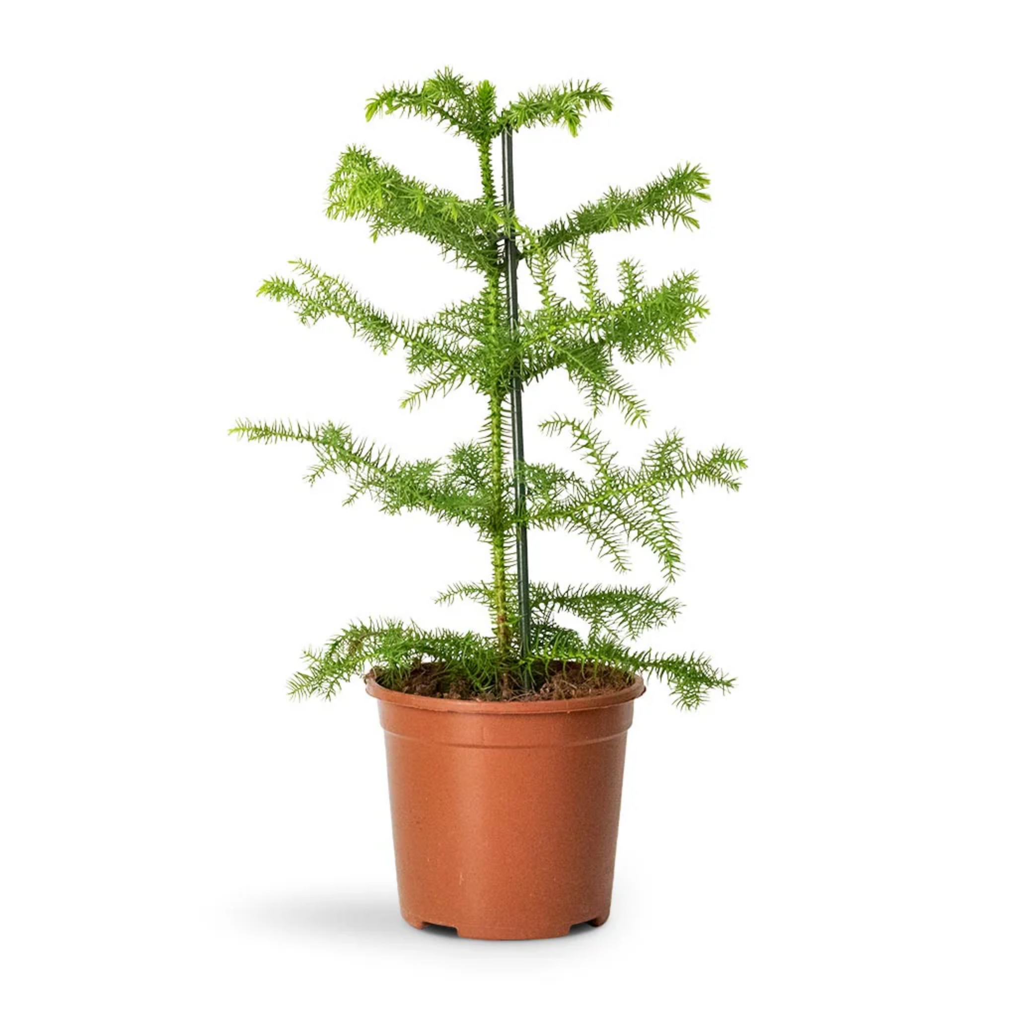 Hawaiian Norfolk Island Pine - Araucaria heterophylla