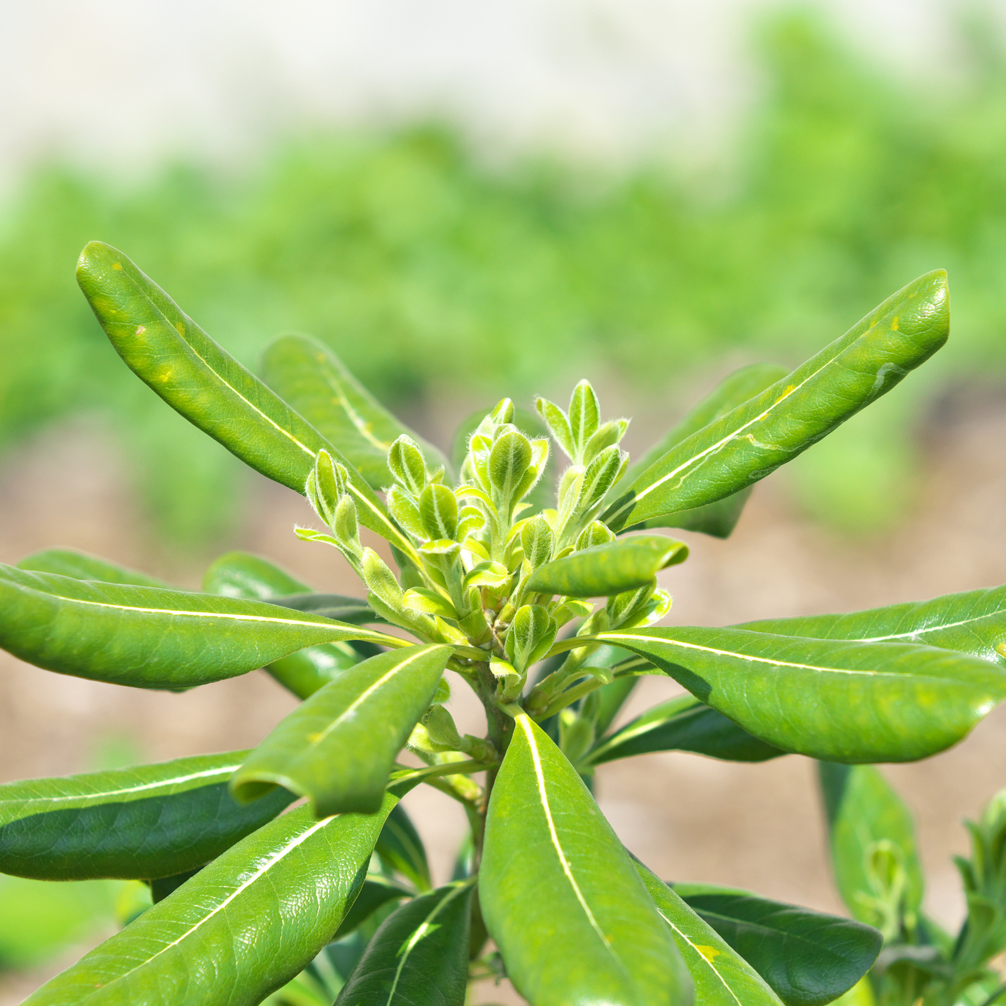 Close-up of a green plant with leaves and buds against a blurred natural background