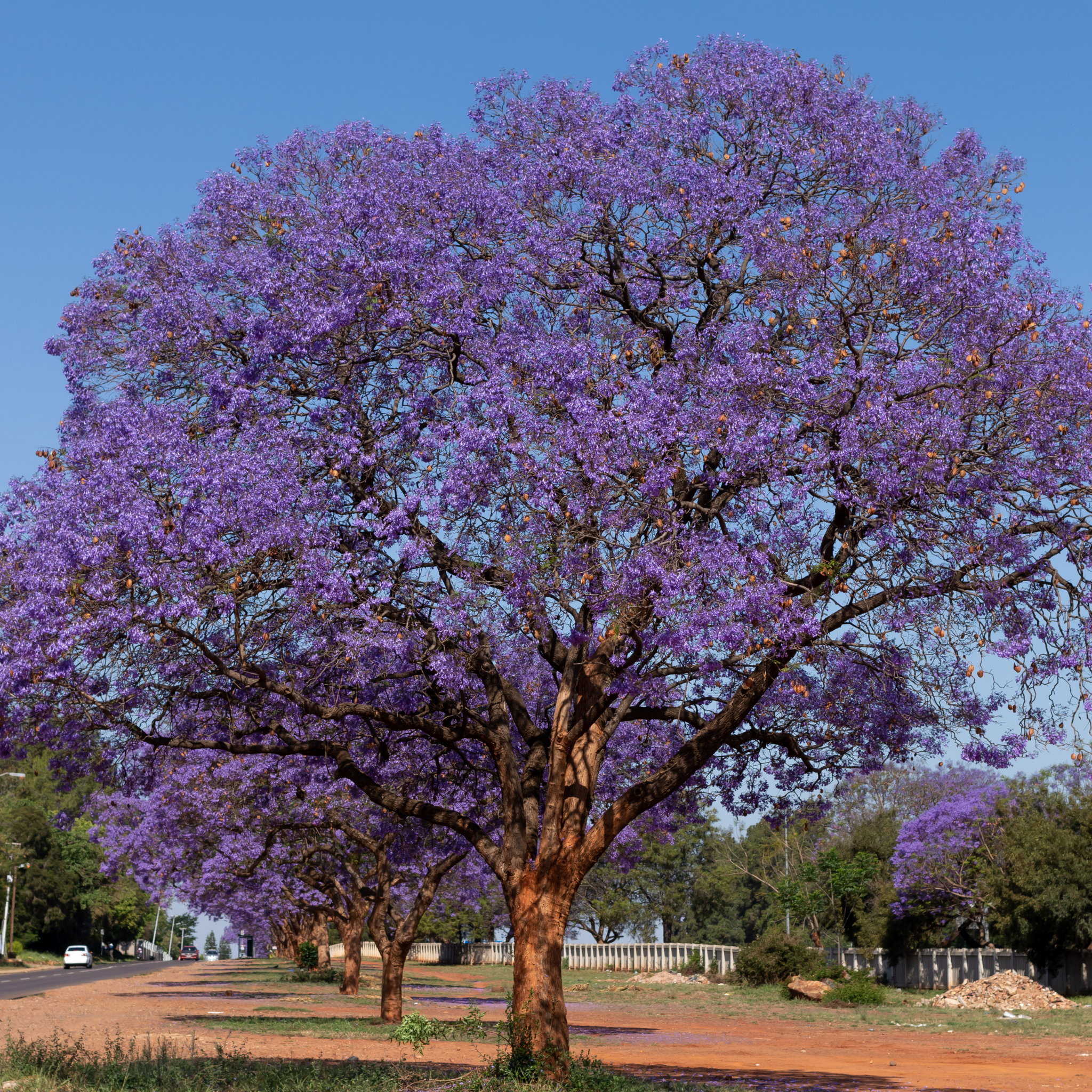 Blue Jacaranda - Jacaranda mimosifolia