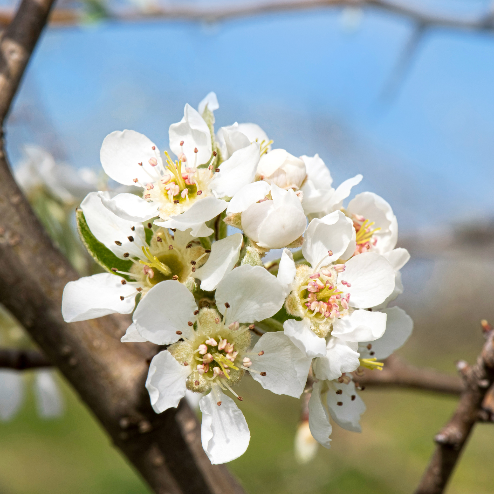 Ornamental Callery Pear Bradford - Pyrus calleryana Bradford